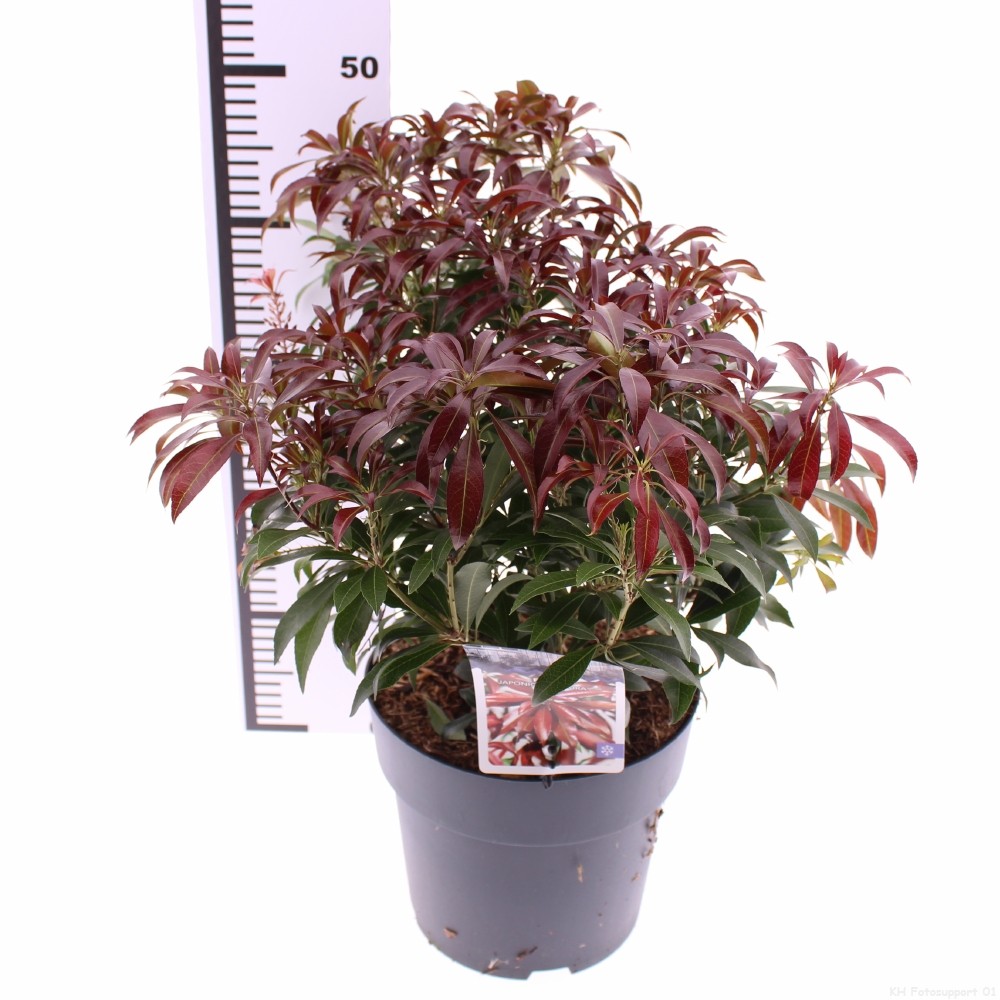 Picture of Pieris jap. 'Katsura'