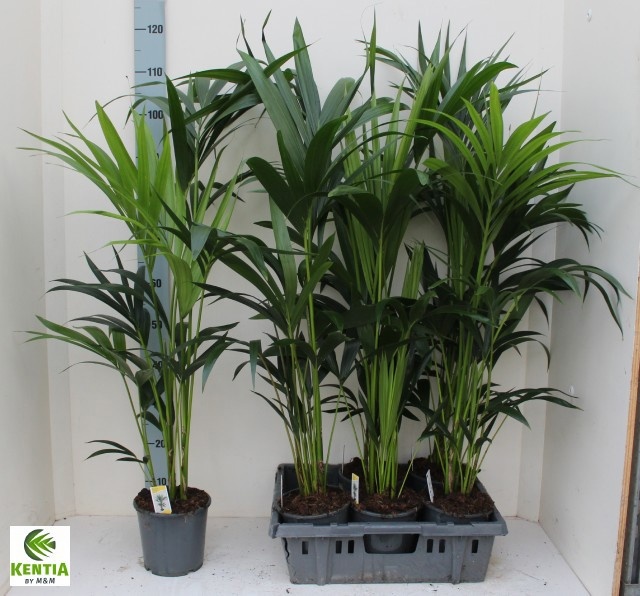 Howea Forsteriana 17P 100H 4stek