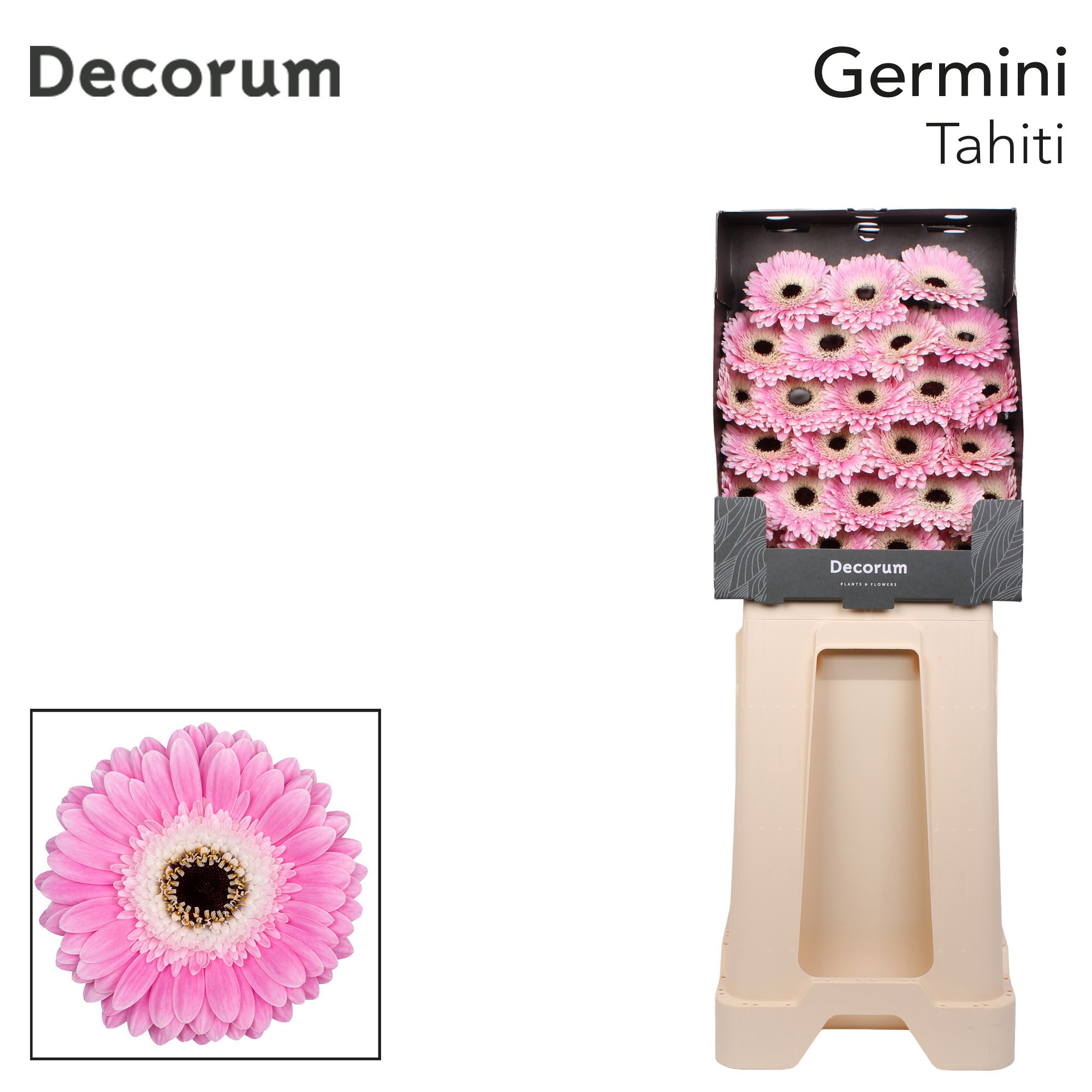 Germini Tahiti Diamond