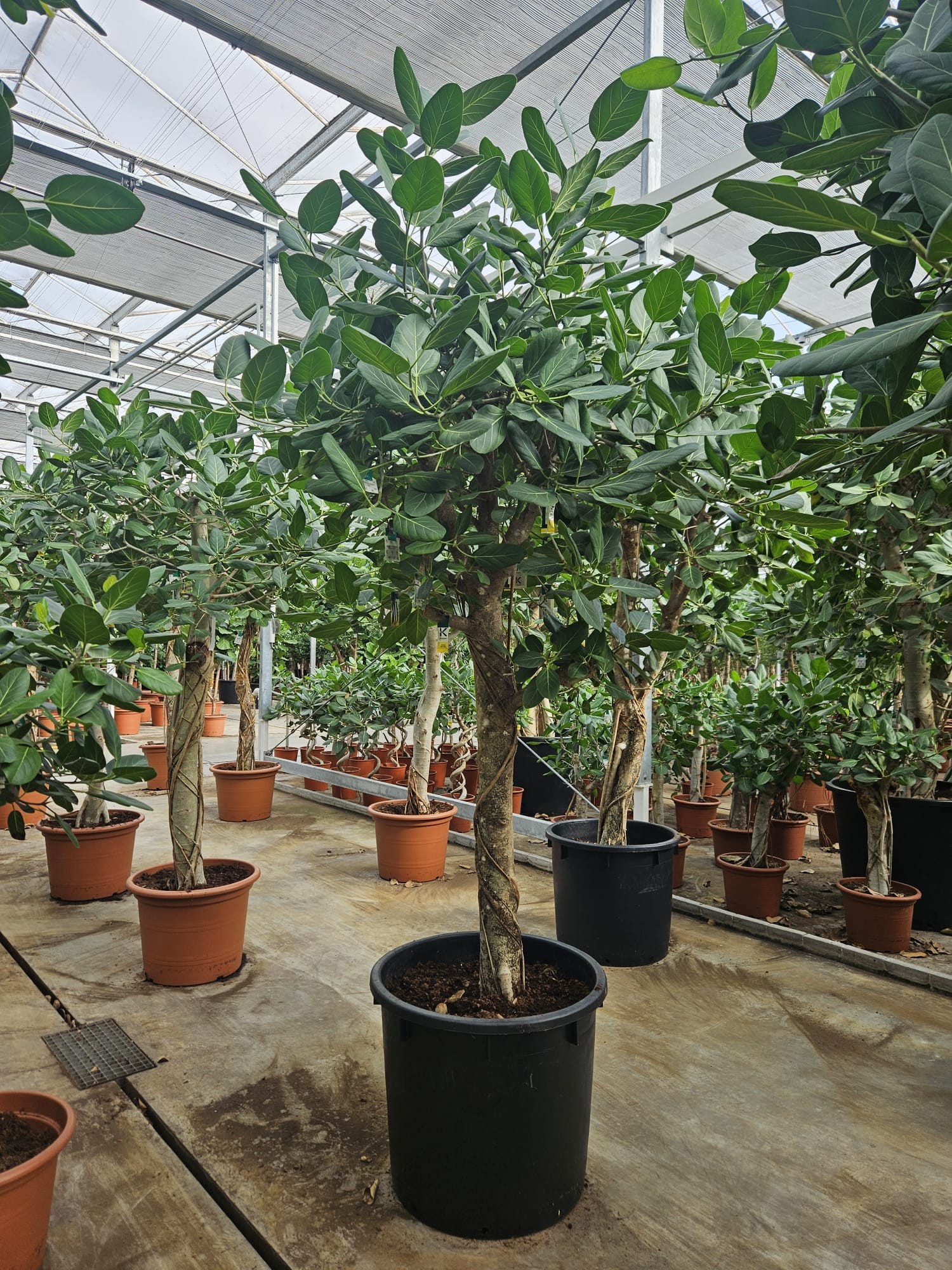 Ficus benghalensis