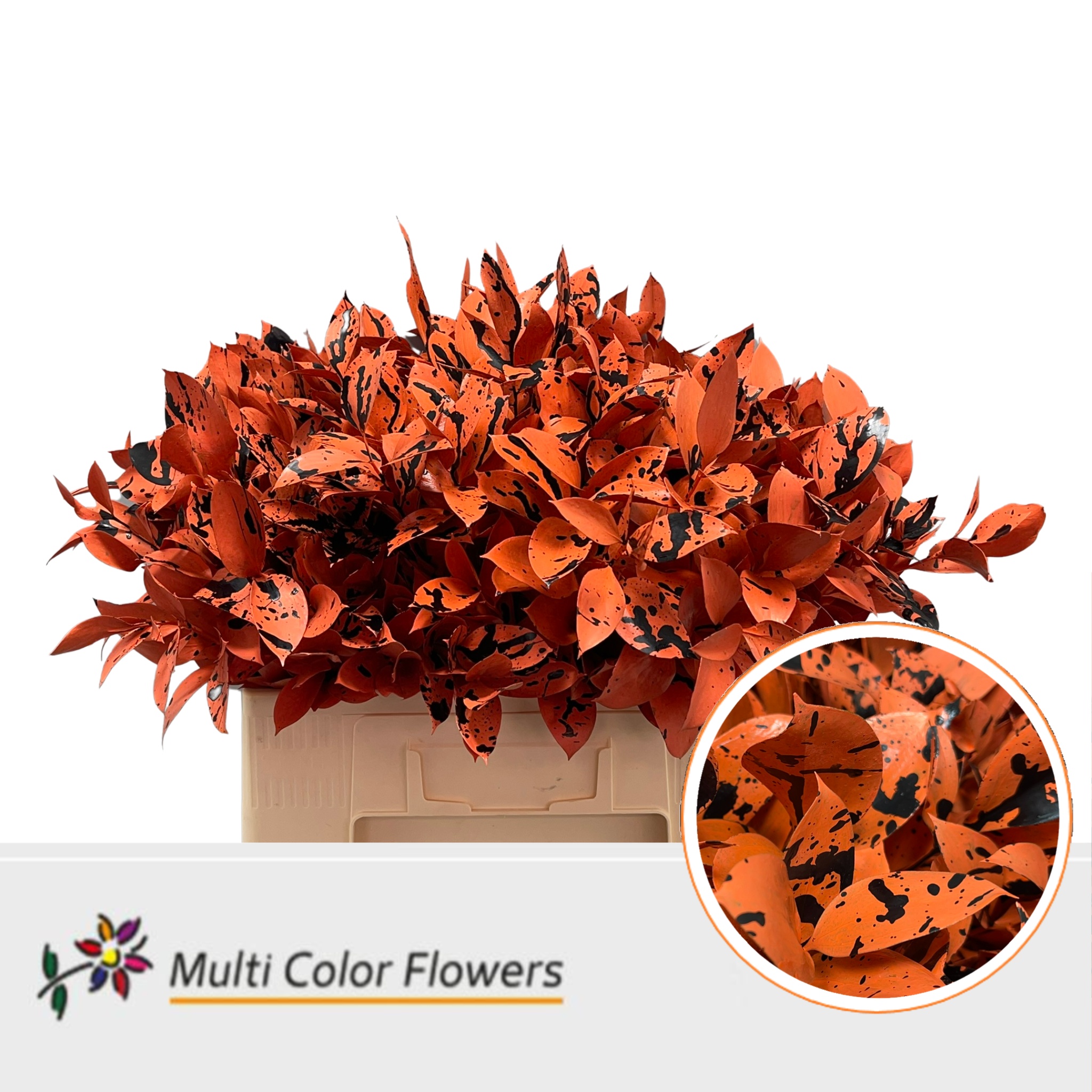 Ruscus Color Treated