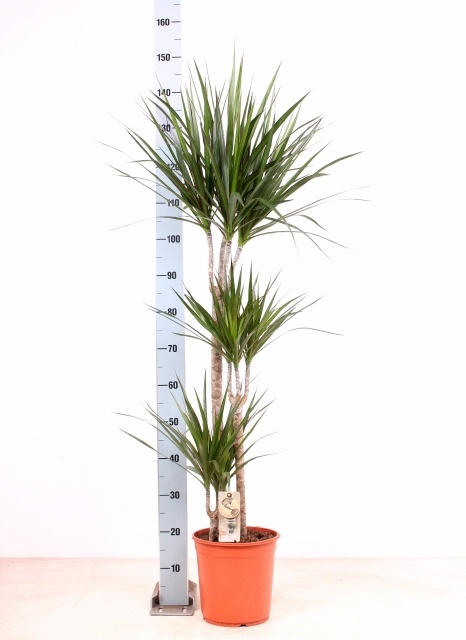 Dra Marginata 24Ø 150cm