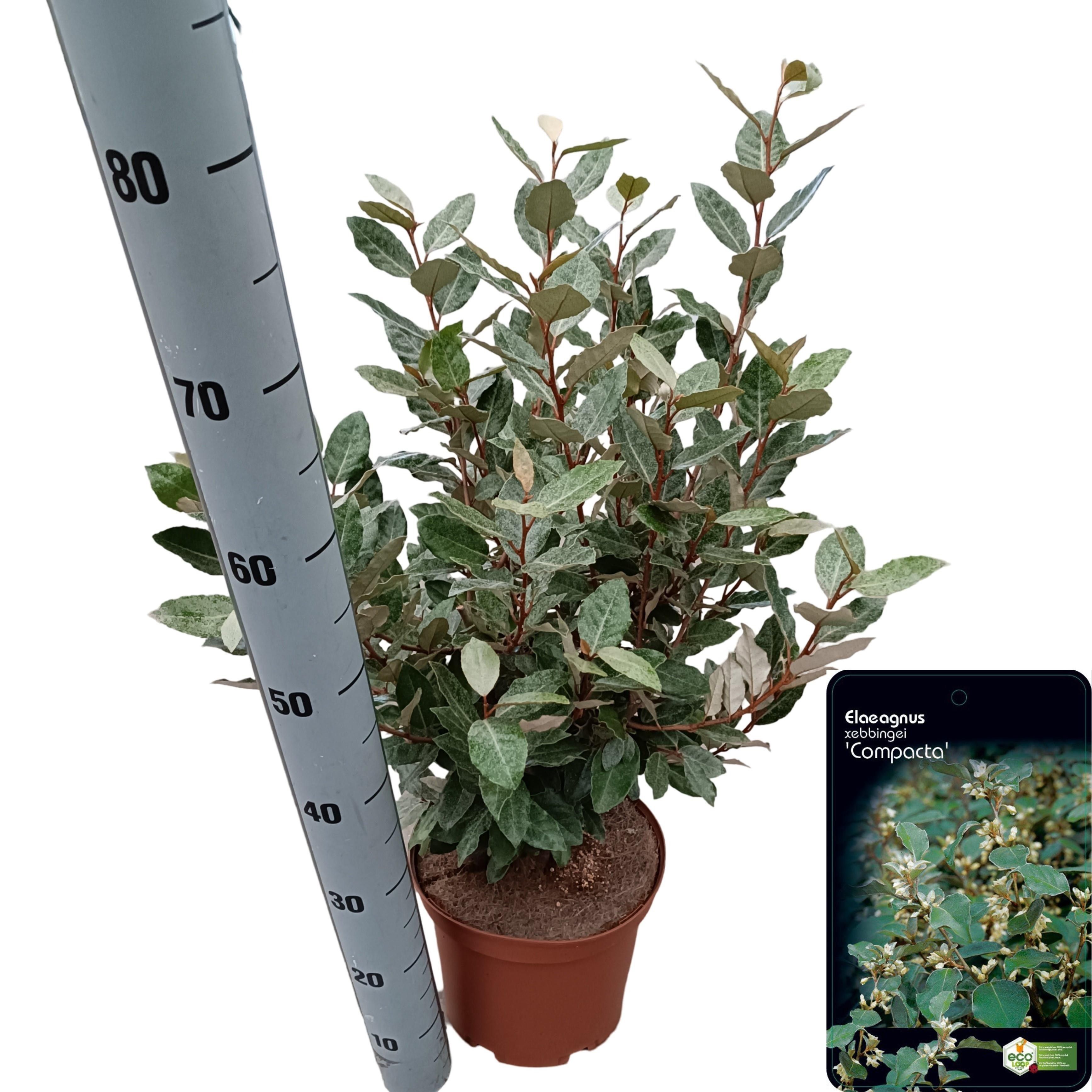 Picture of Elaeagnus ebb. 'Compacta' PBR
