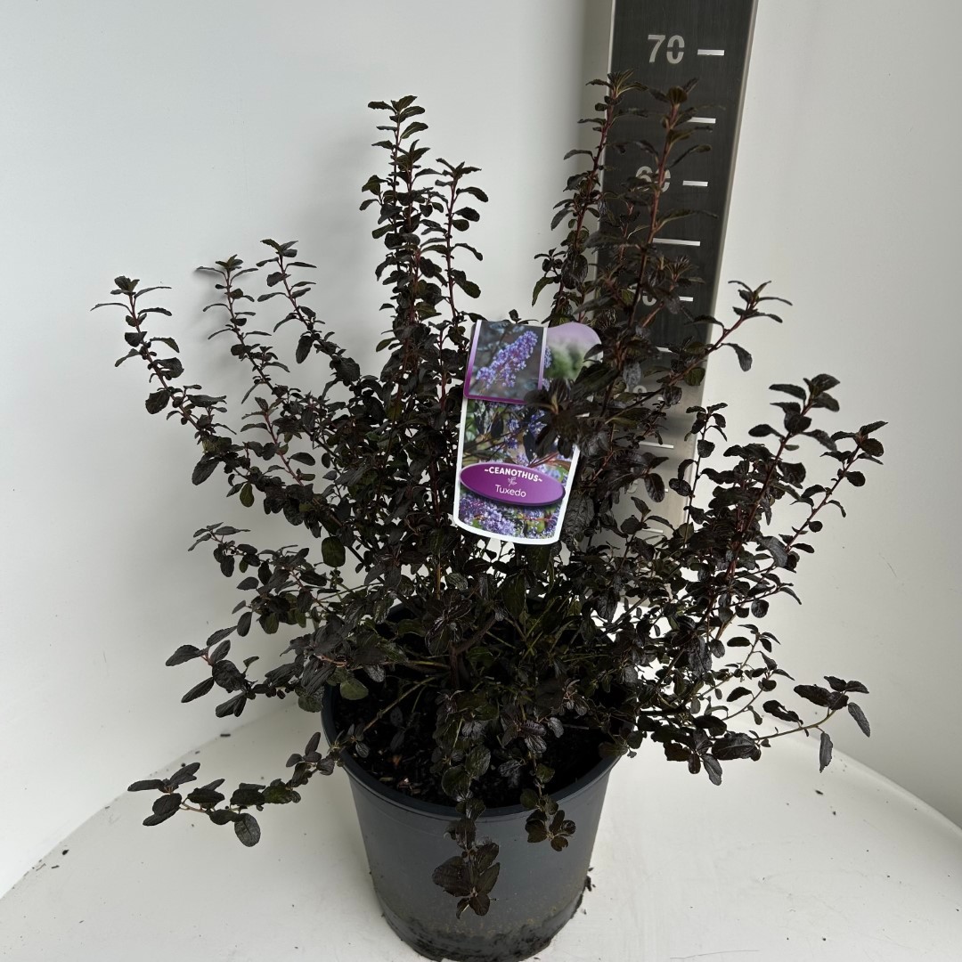 Picture of Ceanothus thyrsiflorus Tuxedo P29 (10 Ltr) (LOOSE)