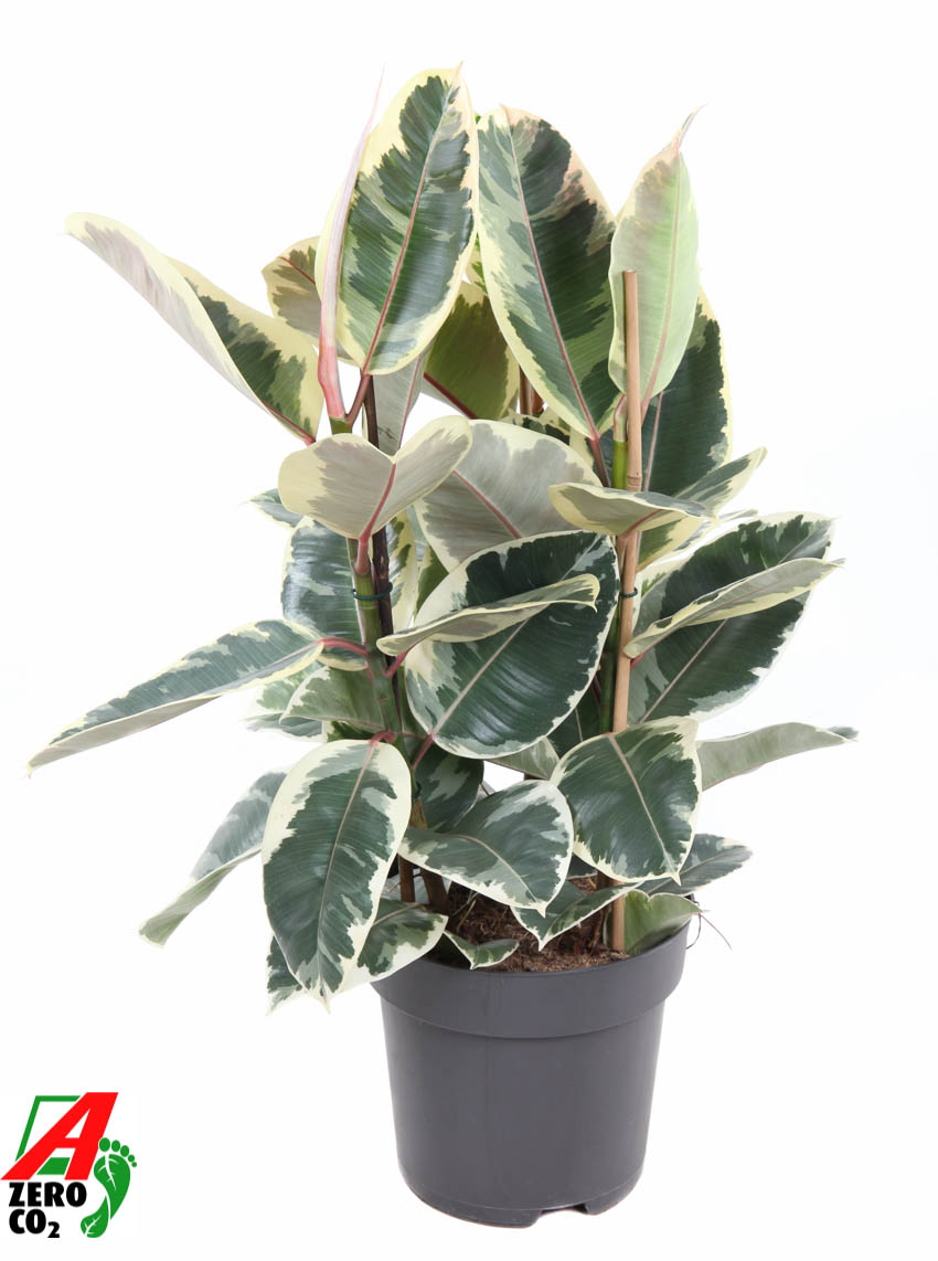 Picture of Ficus Elastica Tineke 3PP P27 110cm (LOOSE)