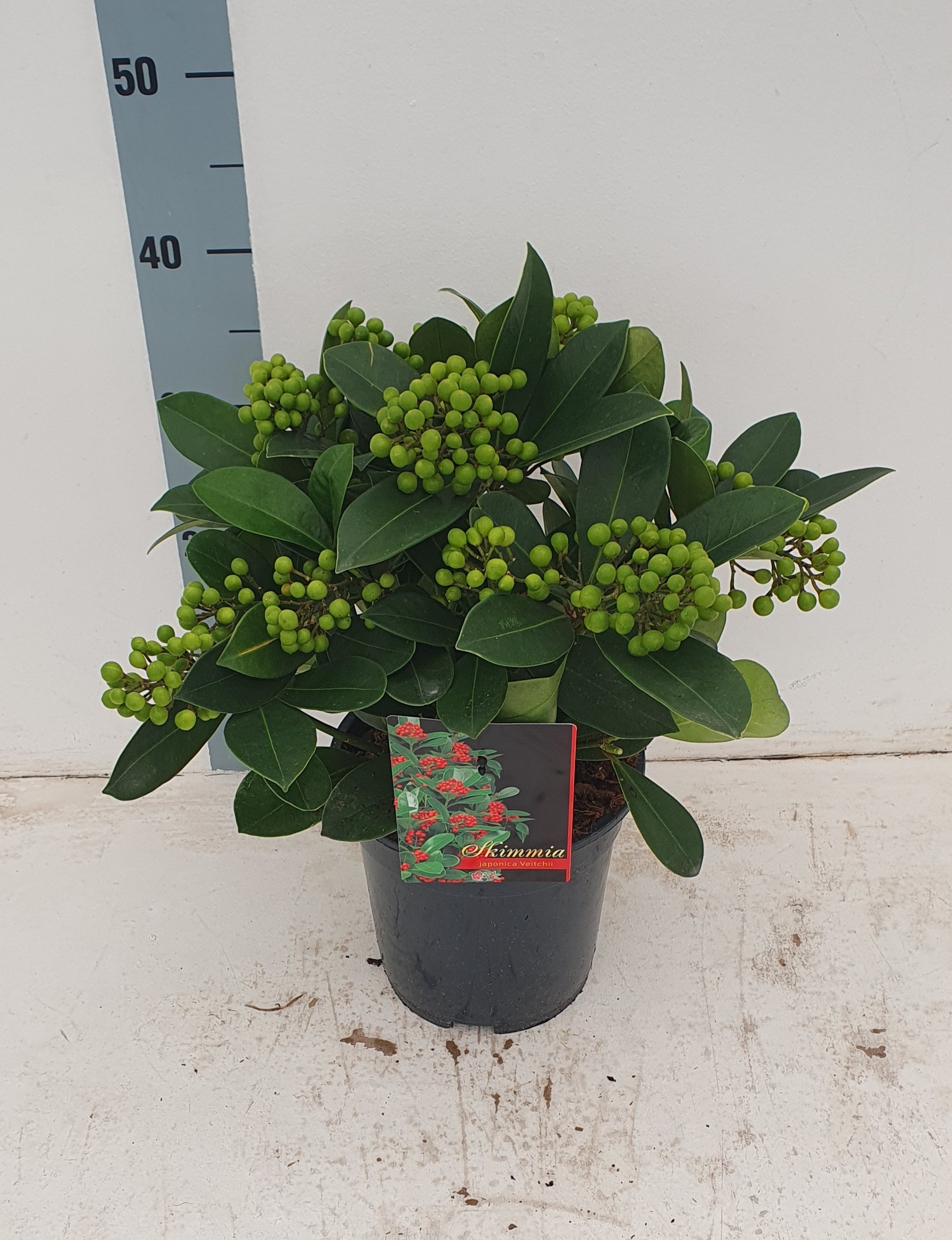 Picture of Skimmia japonica Veitchii P19 (3 Ltr) 10/+TRUSSES