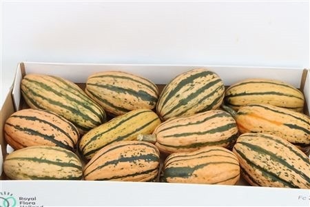 Ornamental Fruits Per Piece