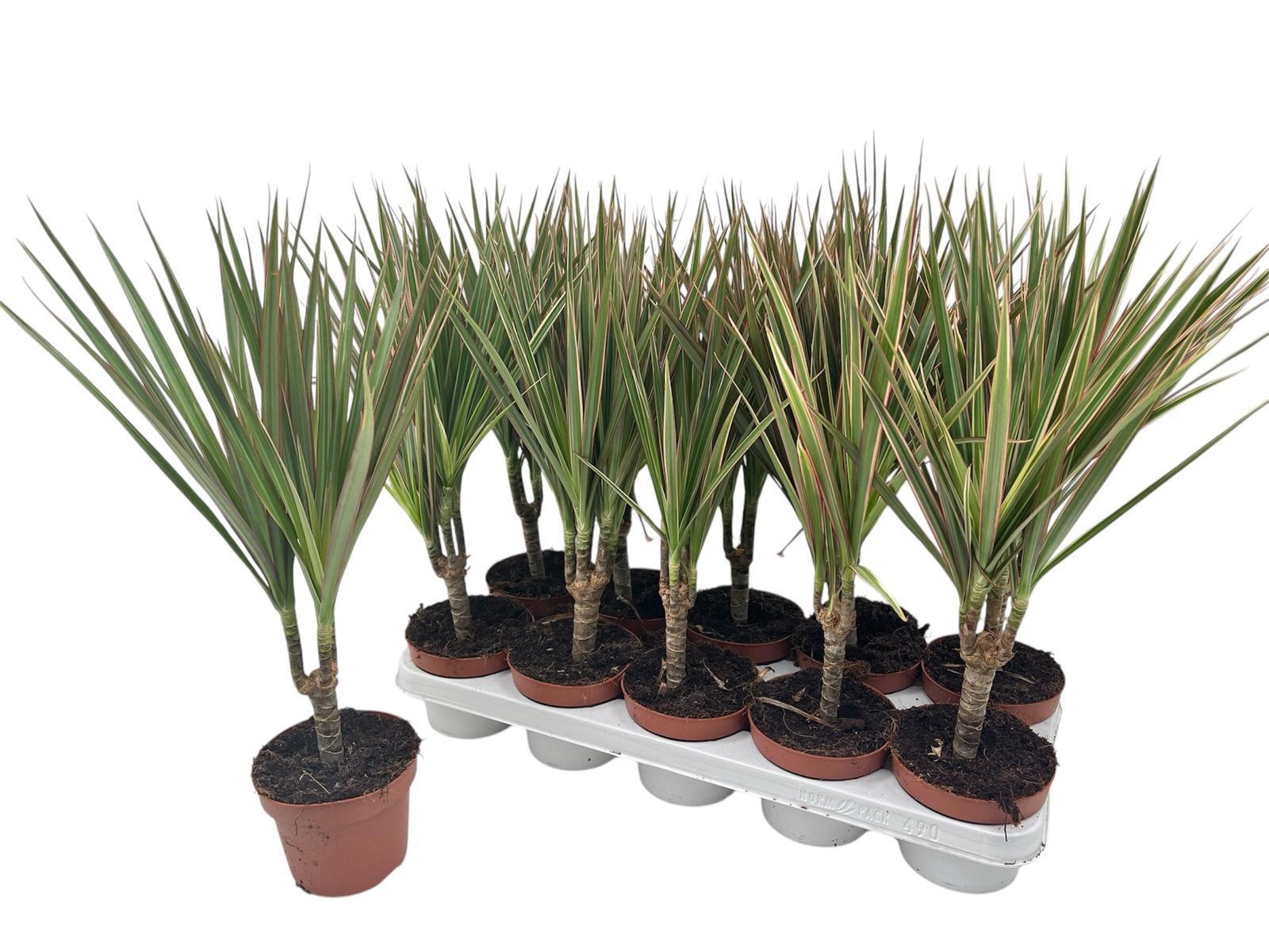 Dra Marg Bicolor 12P 50H 1stek 3kop