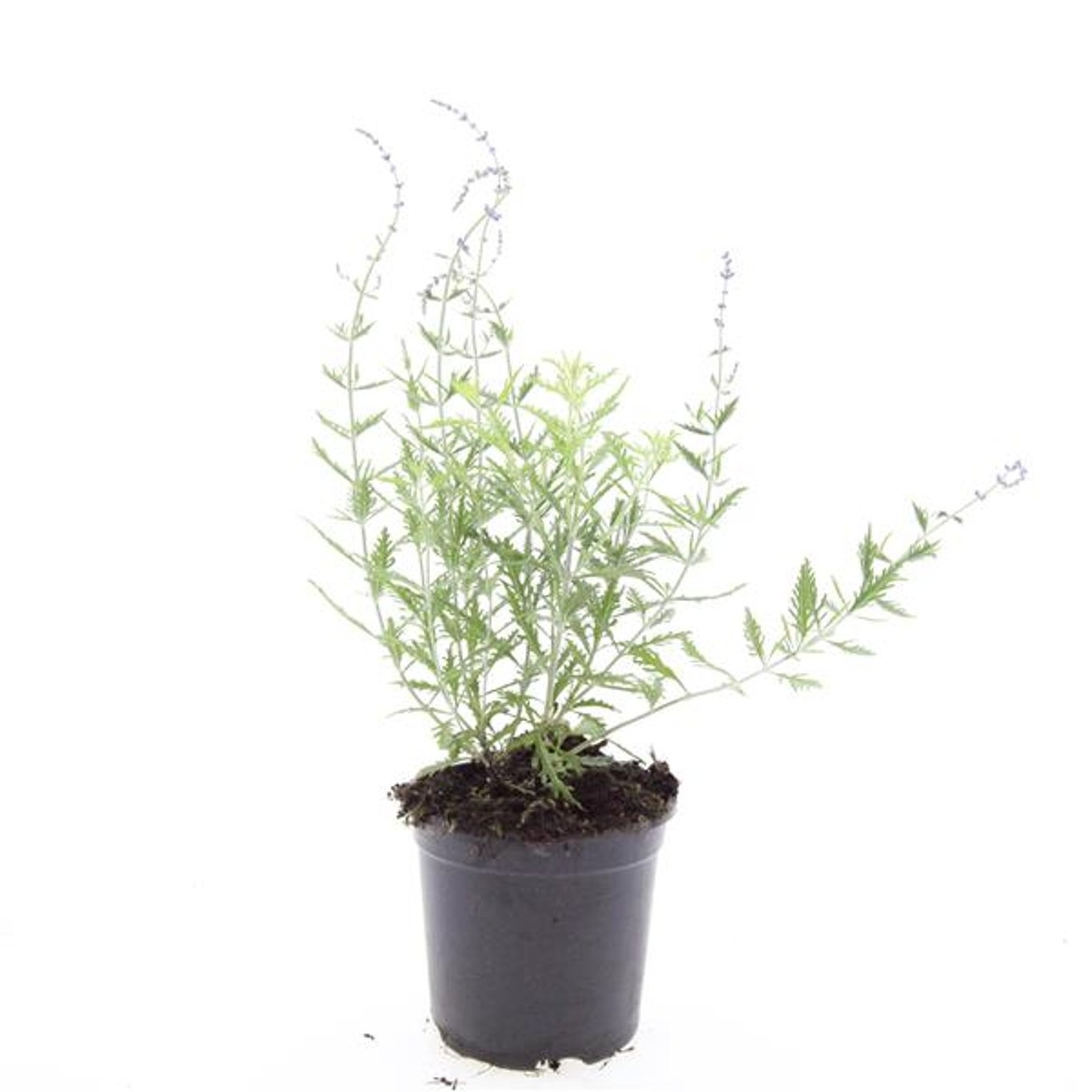 Perovskia 'Blue Spire'