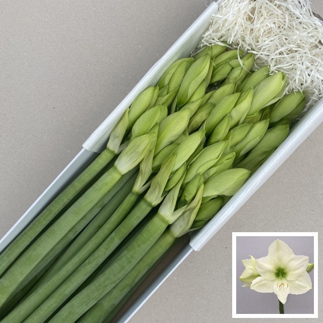 Hippeastrum Casa Blanca 4bl