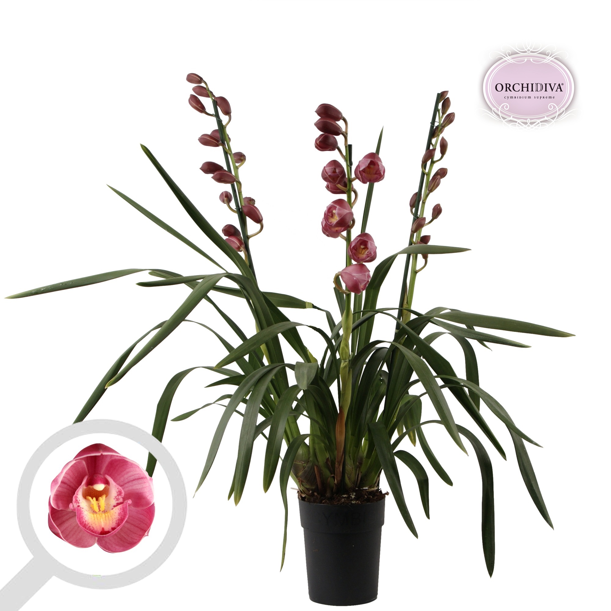 Picture of Cymbidium hybrid Dark Pink 3 shoots P14 75cm