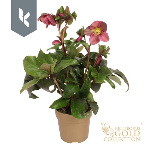 HGC Helleborus Ice N Roses Early Red goud p15 KH