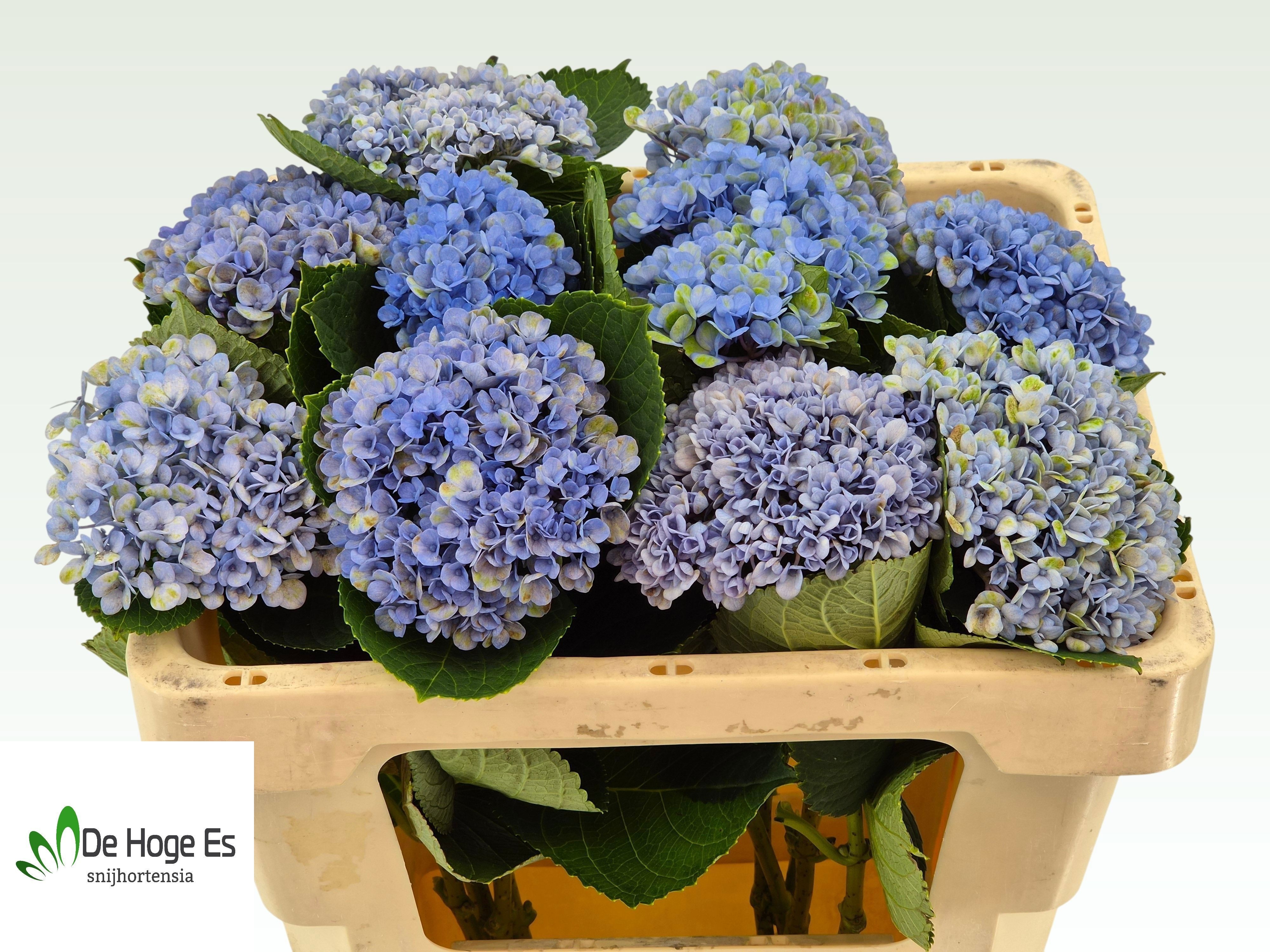 Hydrangea Revolution 50cm 11Ø