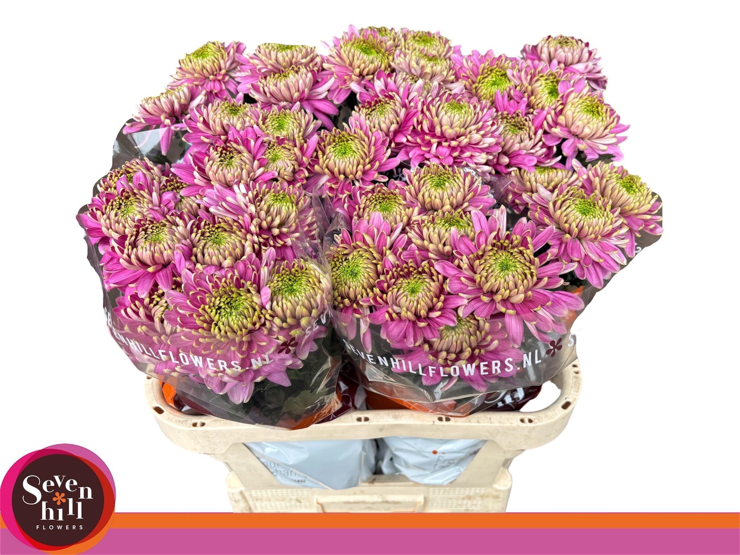 Chrys Single Prist Pink 80cm 95gram