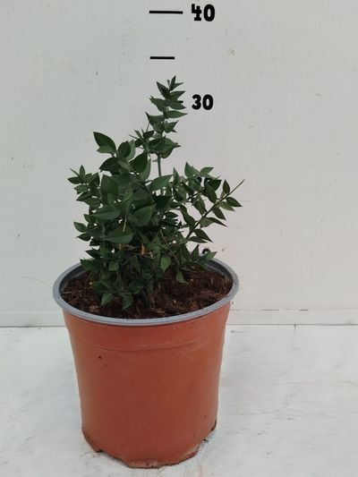 Ruscus racemosa