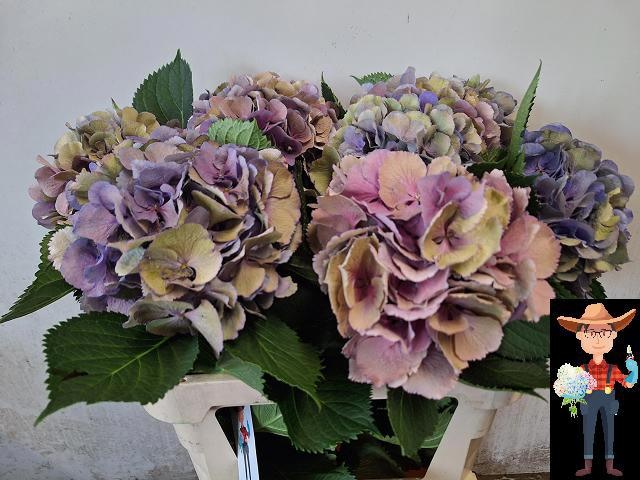 Hydrangea Elbtal Classic Pink 80cm 20Ø