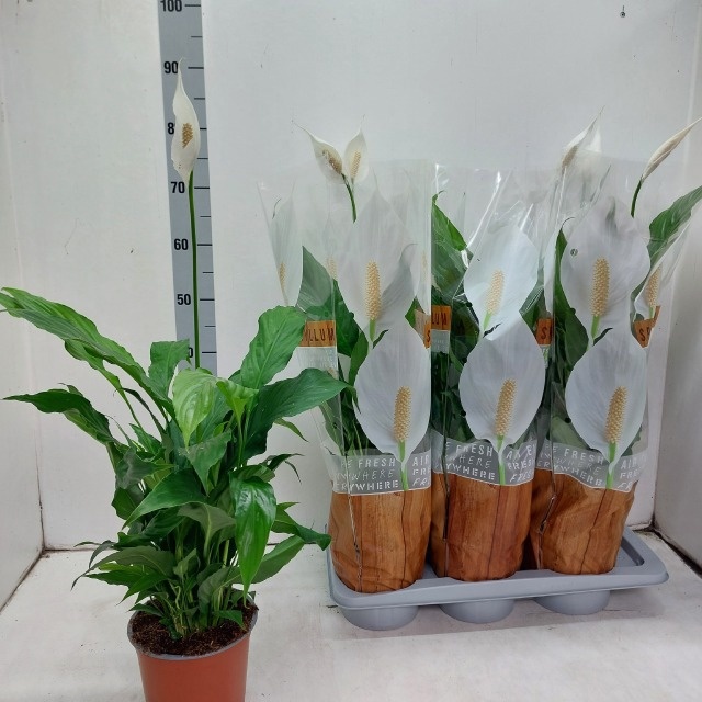 Spath Sweet Chico 17P 60H 1bloem