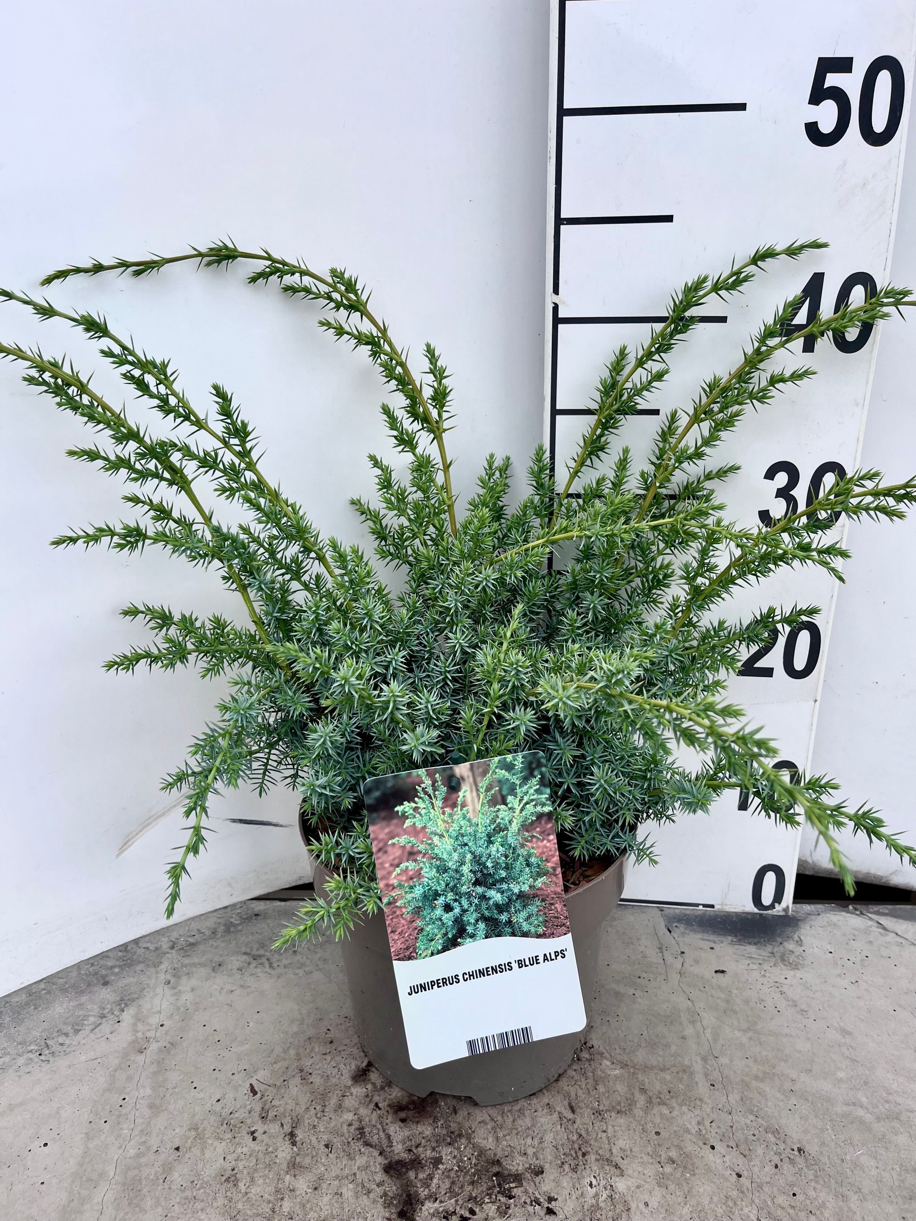 Juniperus chinensis 'Blue Alps'