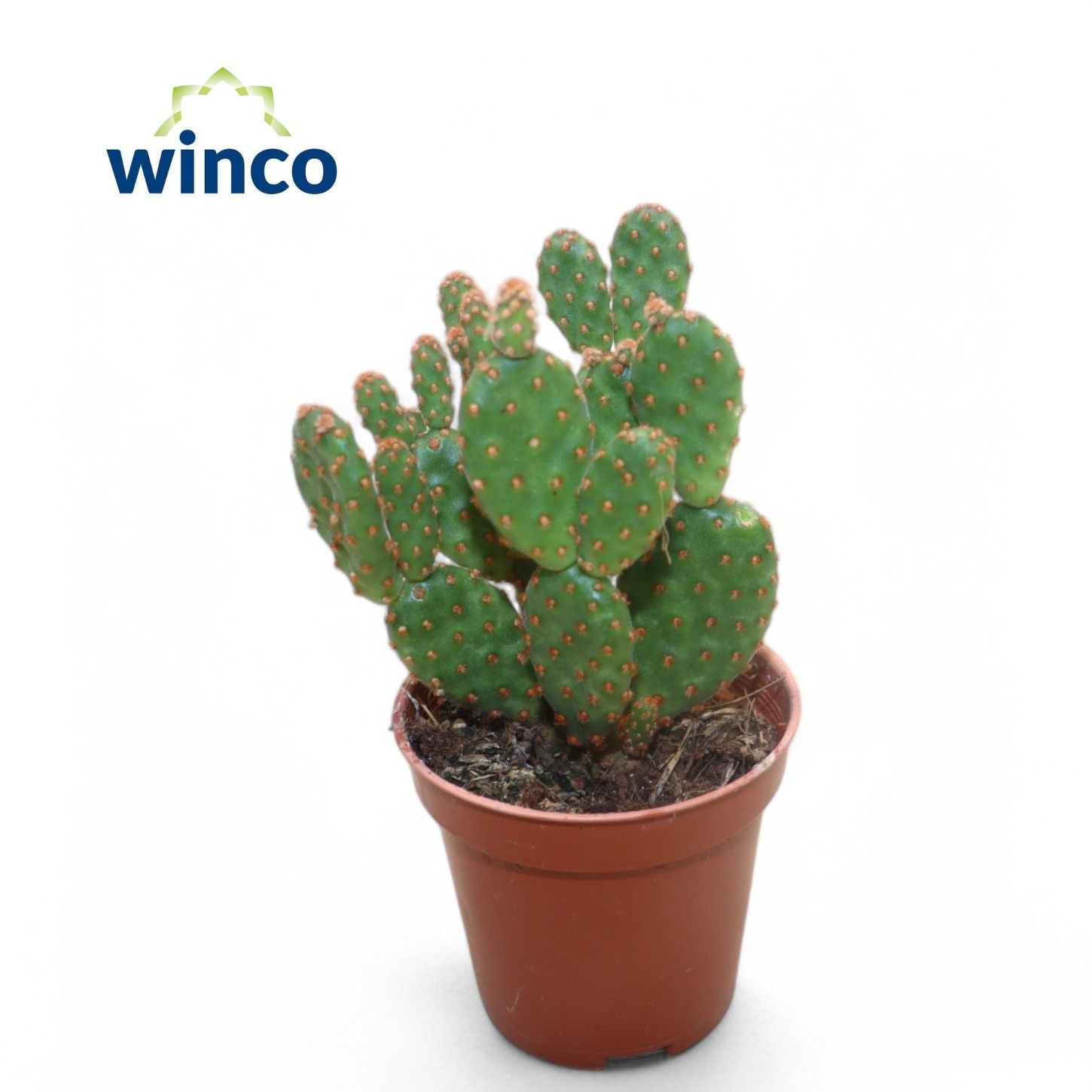 Opuntia Mi Rufida 505P 12H