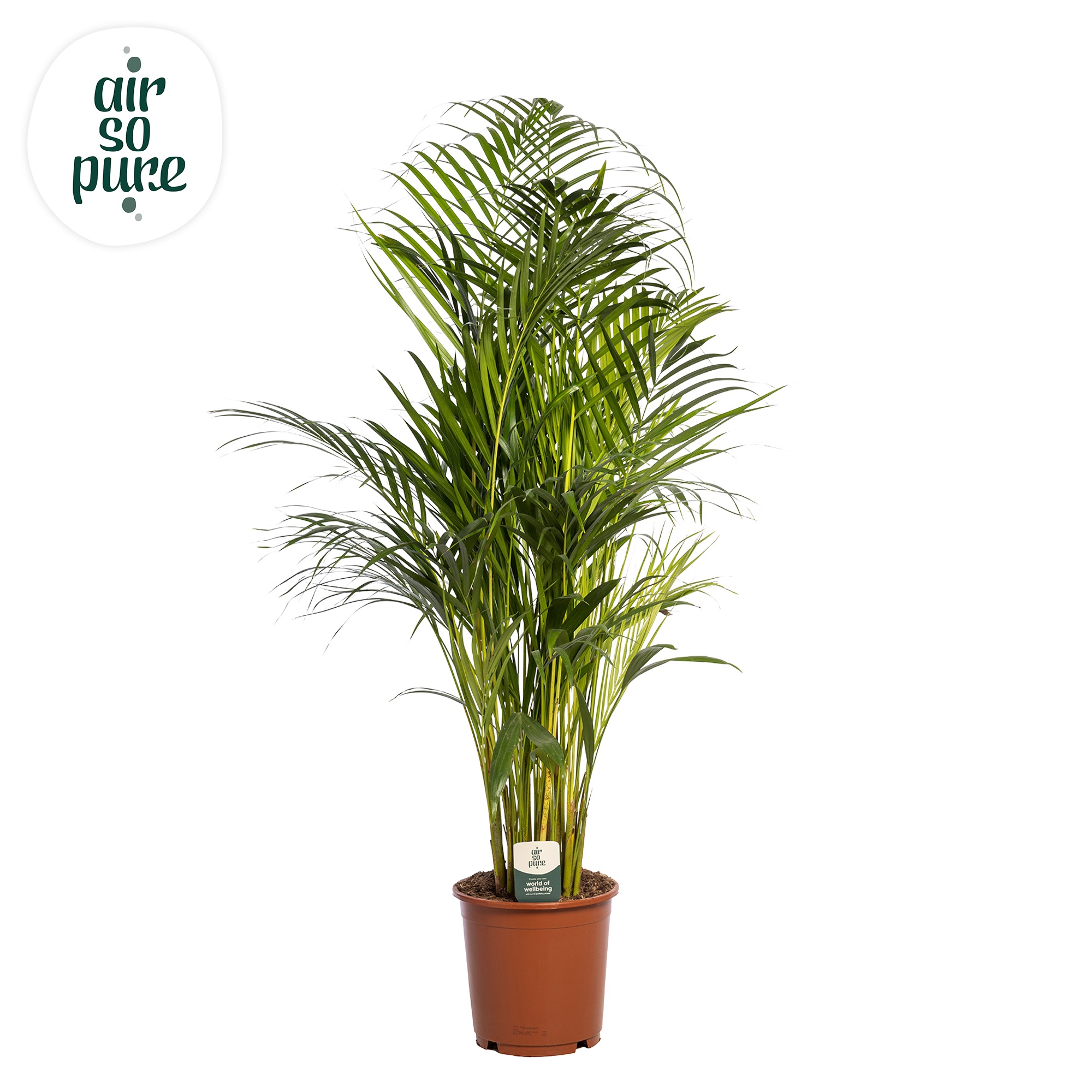 Dypsis Lutescens areca