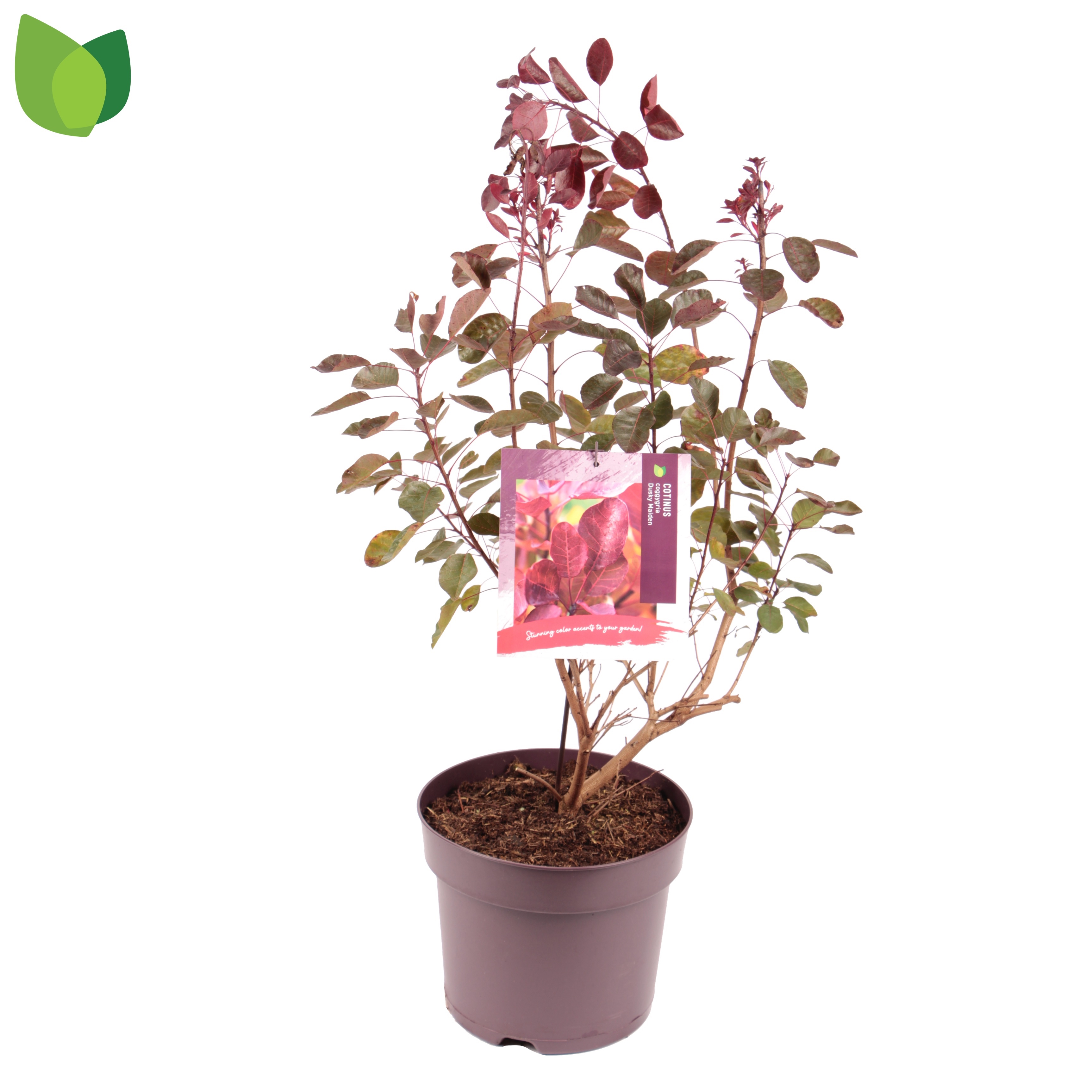 Picture of Cotinus coggygria Dusky Maiden P26 45cm (LOOSE)