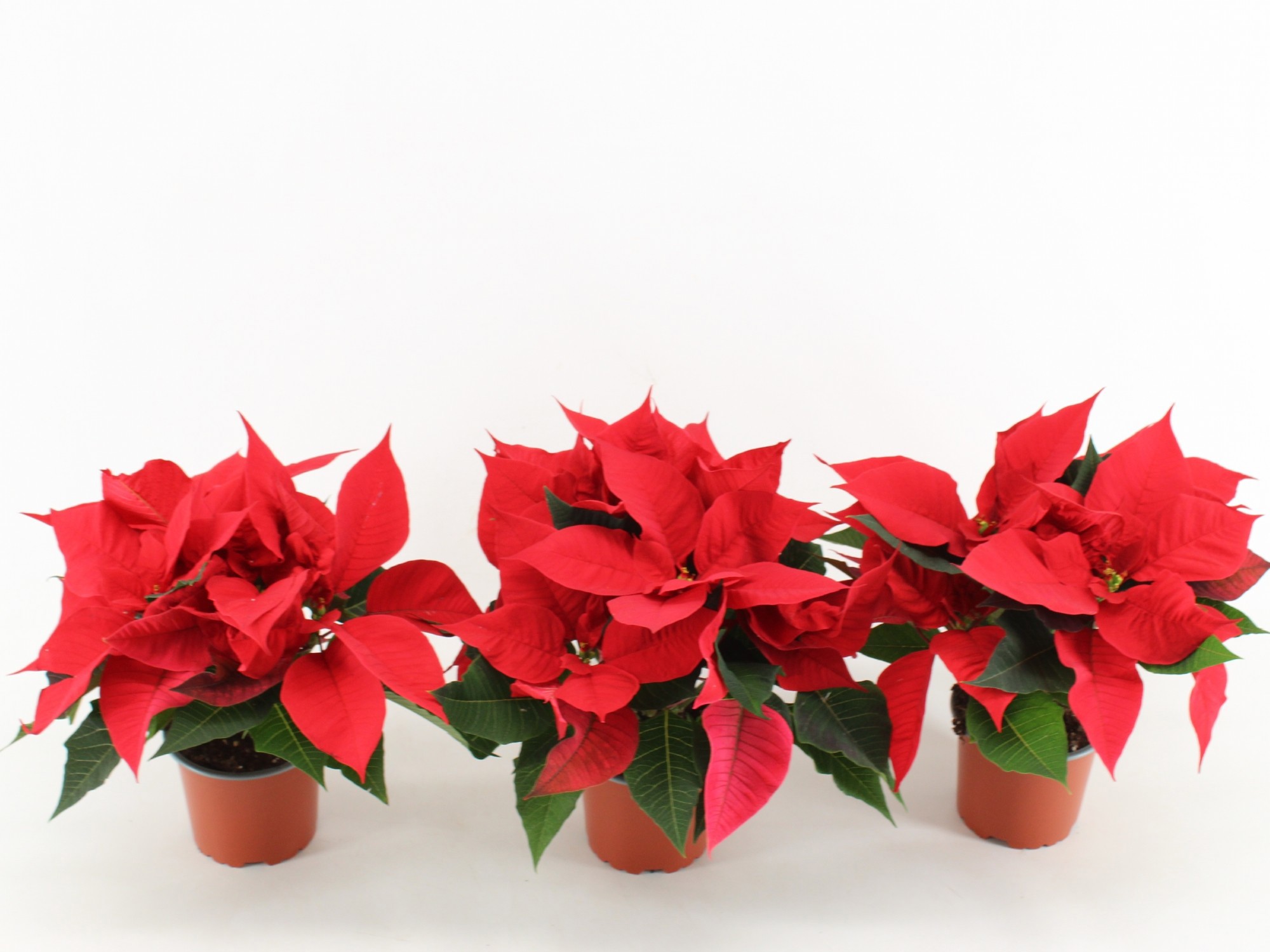 Euphorbia Poinsettia Red