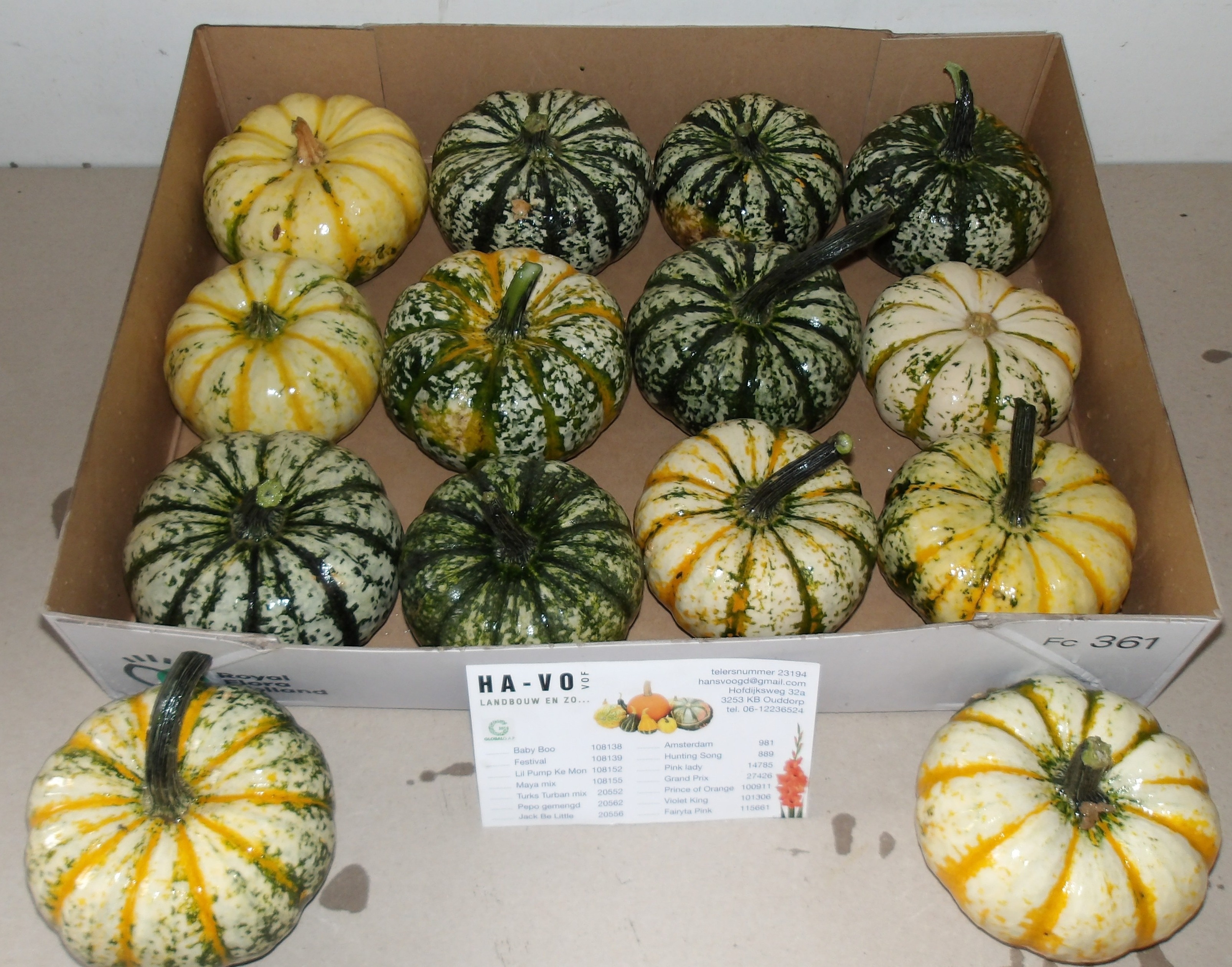 Cucurbita P-ke Mon