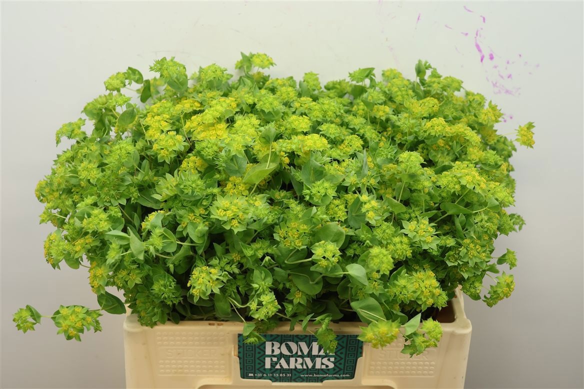 Bupleurum Griffithii 50cm