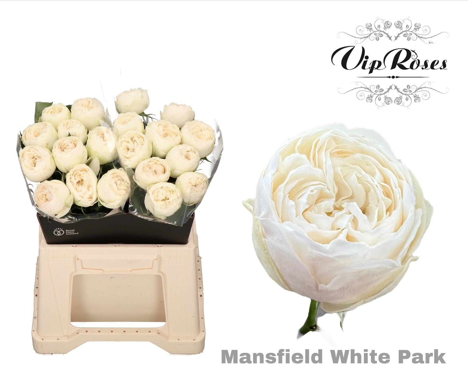 R Gr Mansfi White Pa
