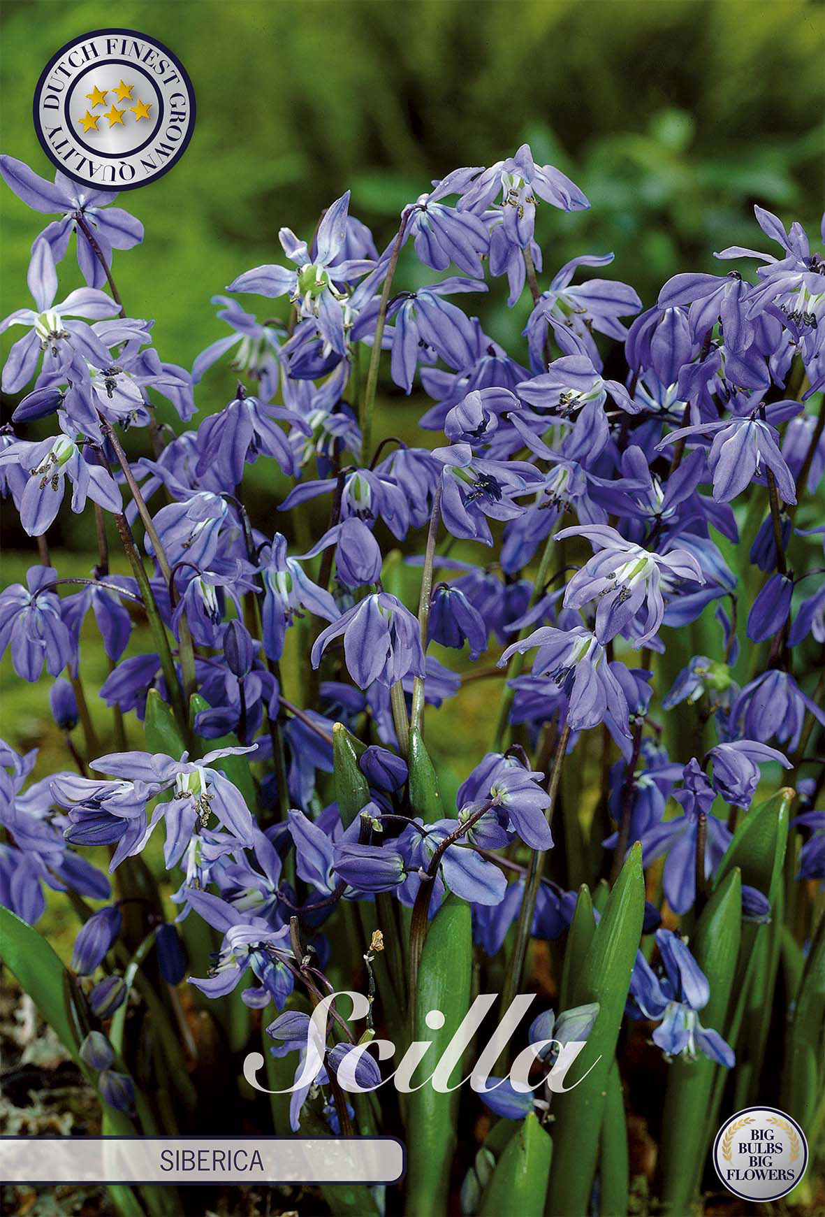Scilla siberica
