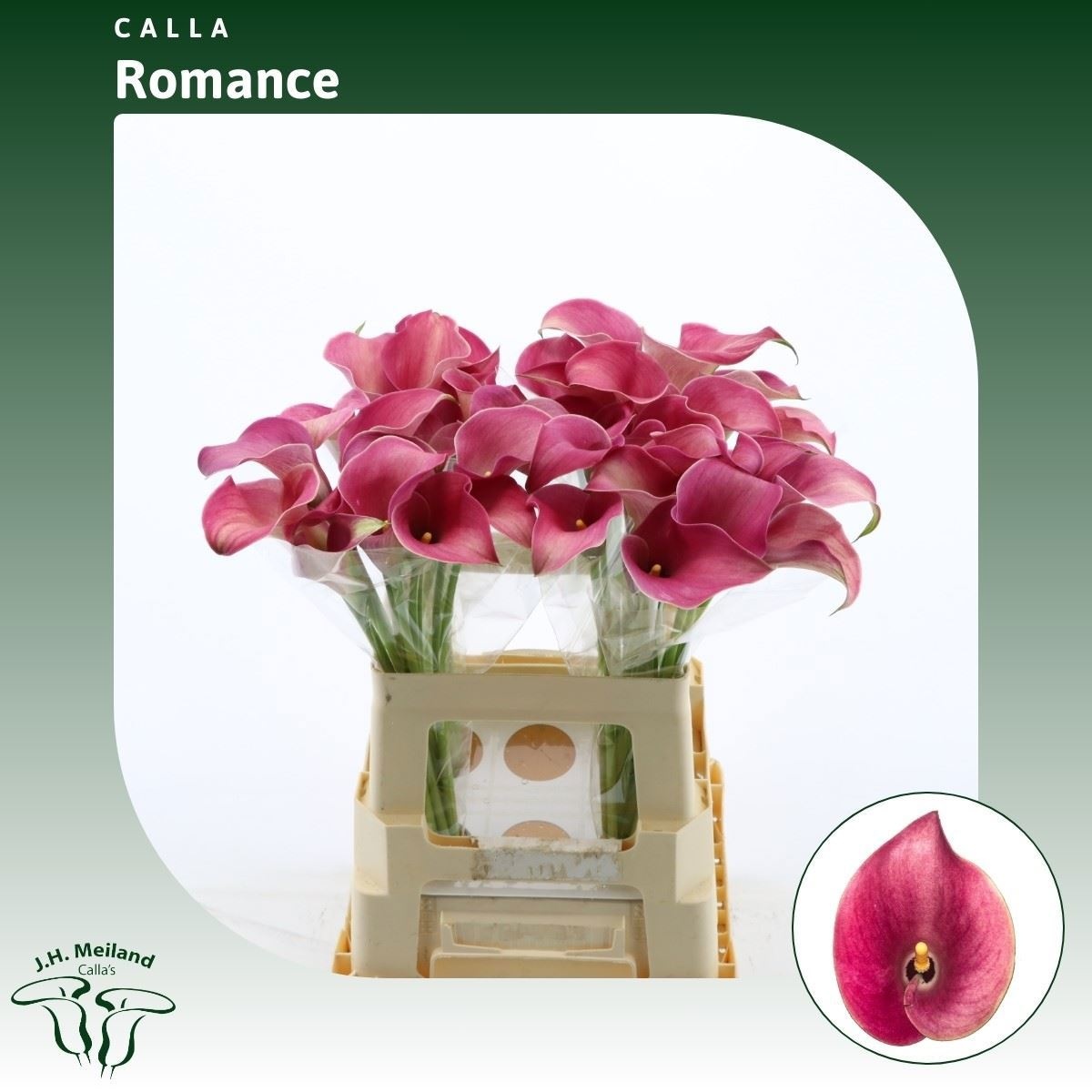 Calla Capt Romance 60cm
