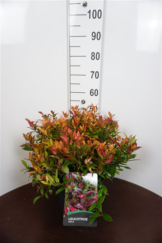 Picture of Leucothoe Zeblid P29 (10 Ltr) (LOOSE)