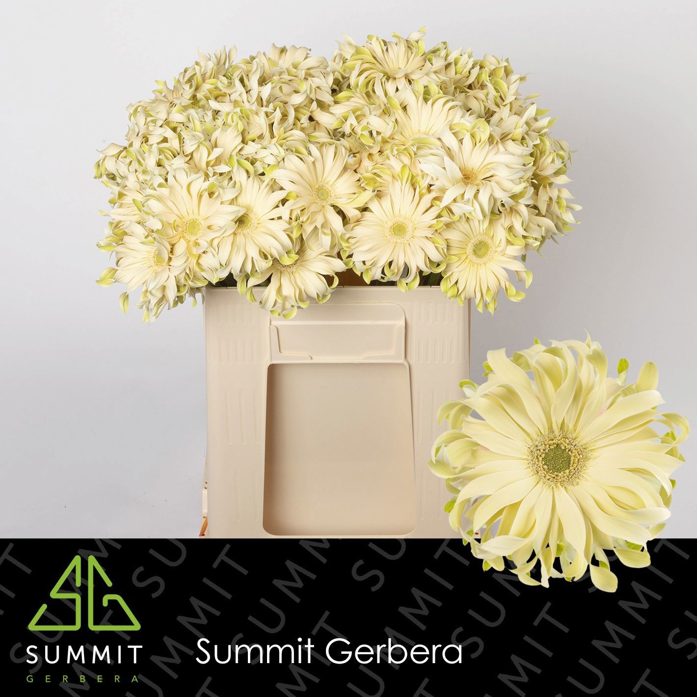 Gerbera Pasta Carbonara 50cm 10Ø