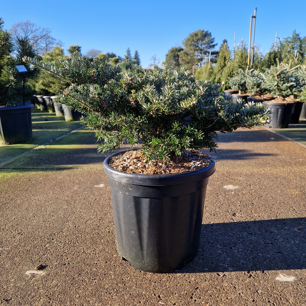 Picture of Abies koreana Green Carpet C18 40/50