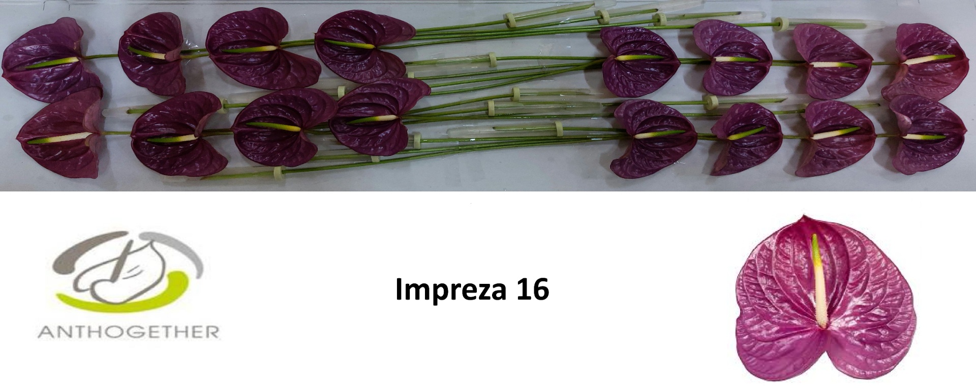 Anth A Impreza