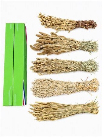 Dried/preserved Flowers Misc 60cm