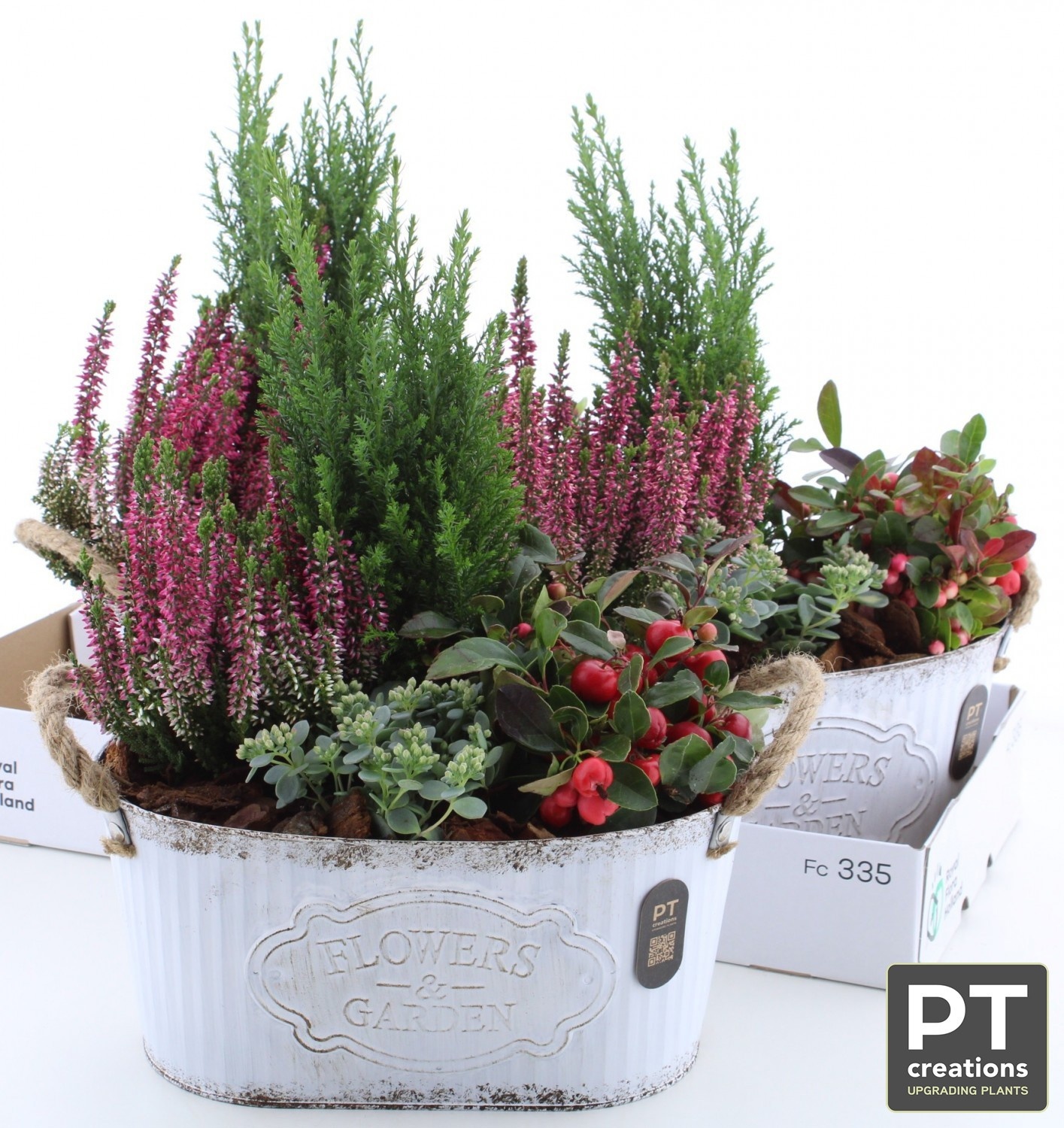Arr Tuinplanten 28P 44cm 22bloei
