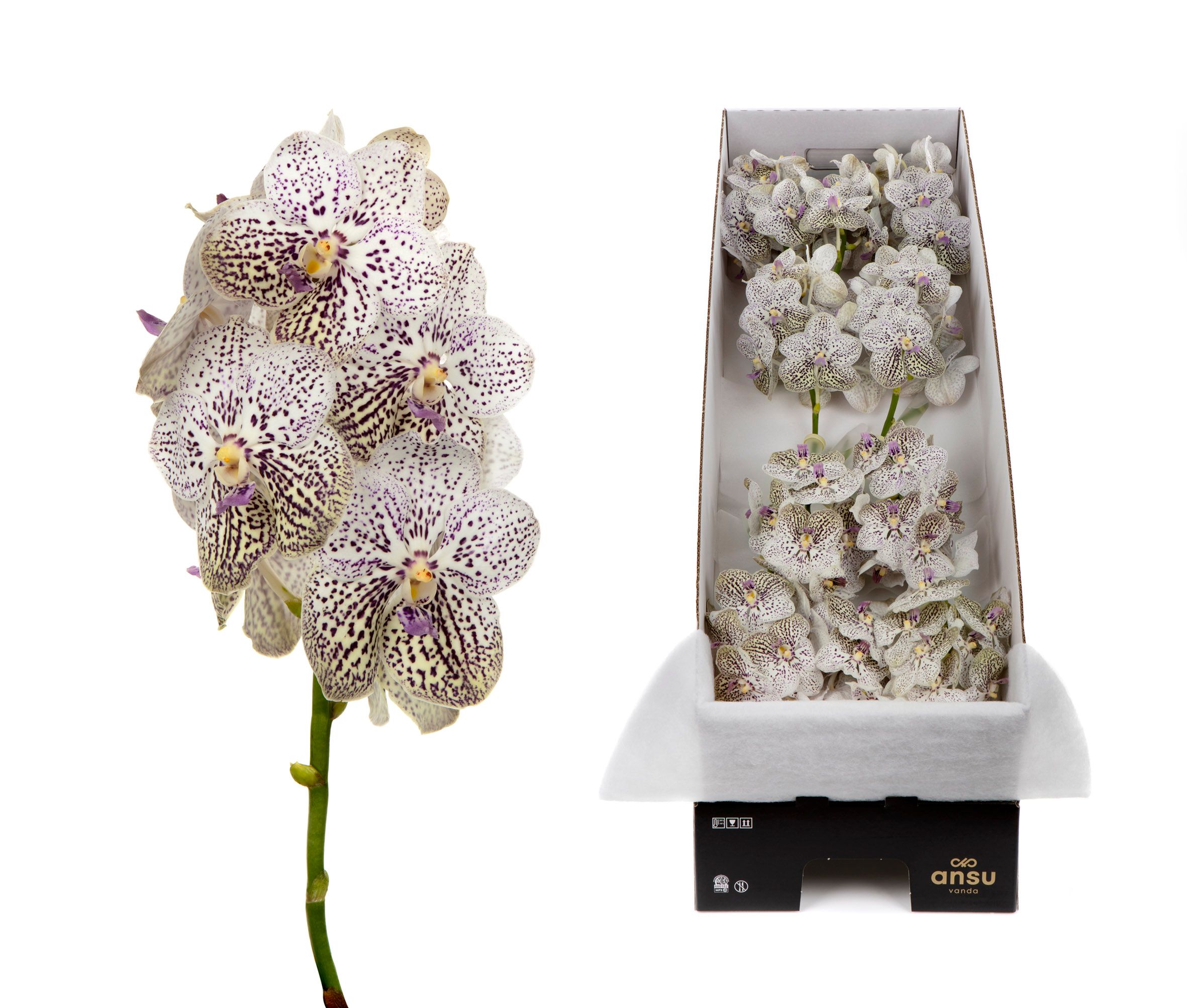 Vanda Su Pur Confet