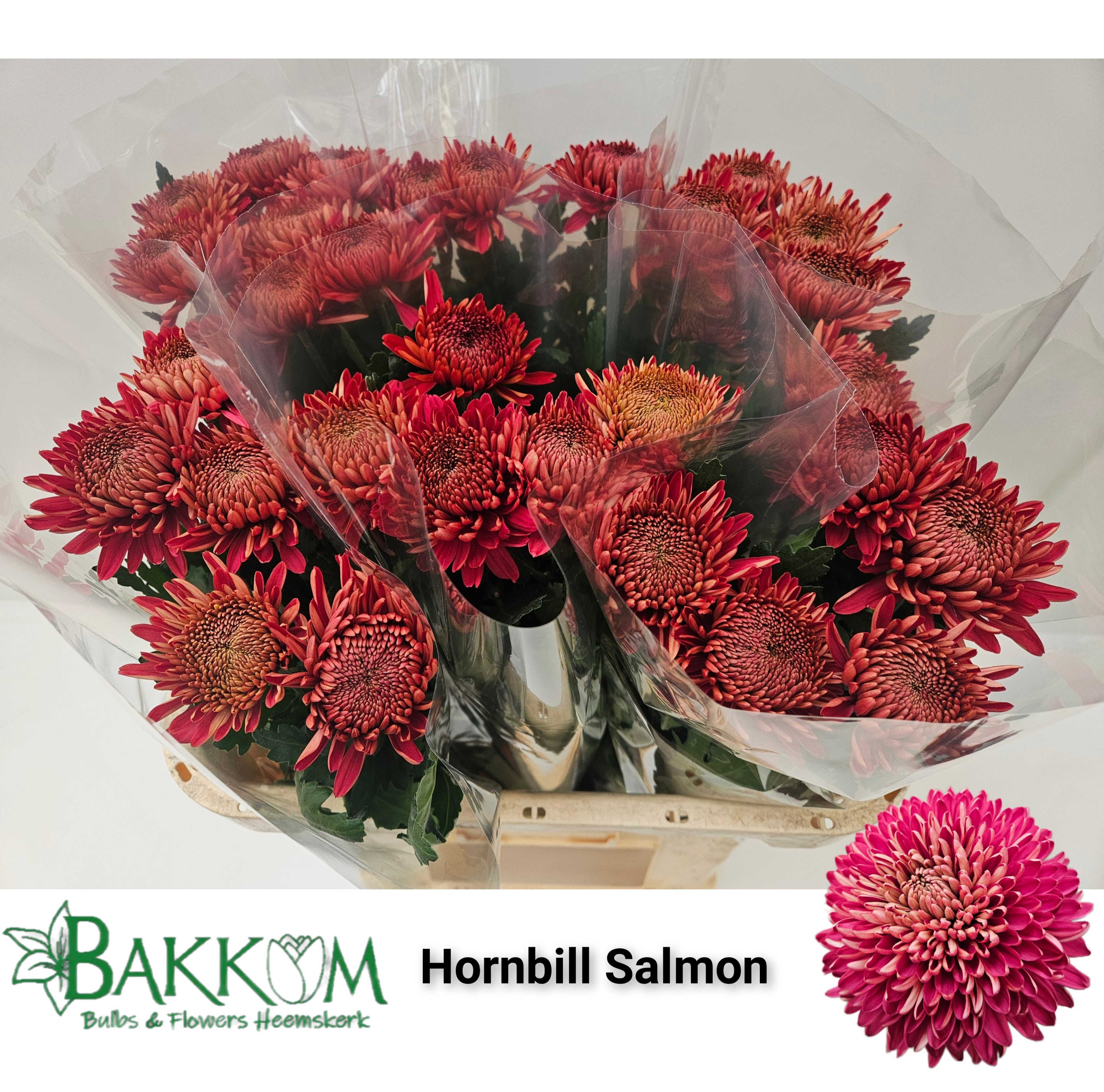 Chrys Single Hornbill Salmon 70cm 75gram