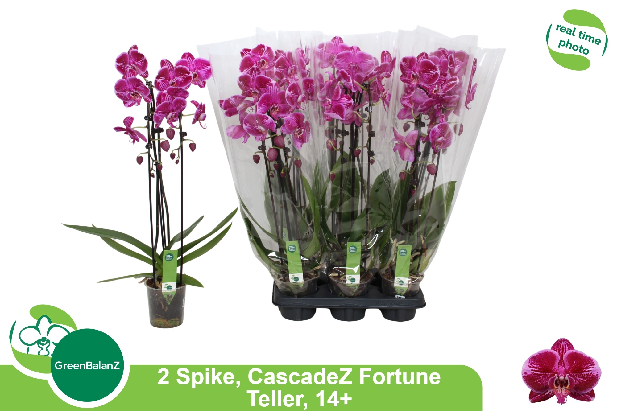 Phal El Cascade 12Ø 55cm