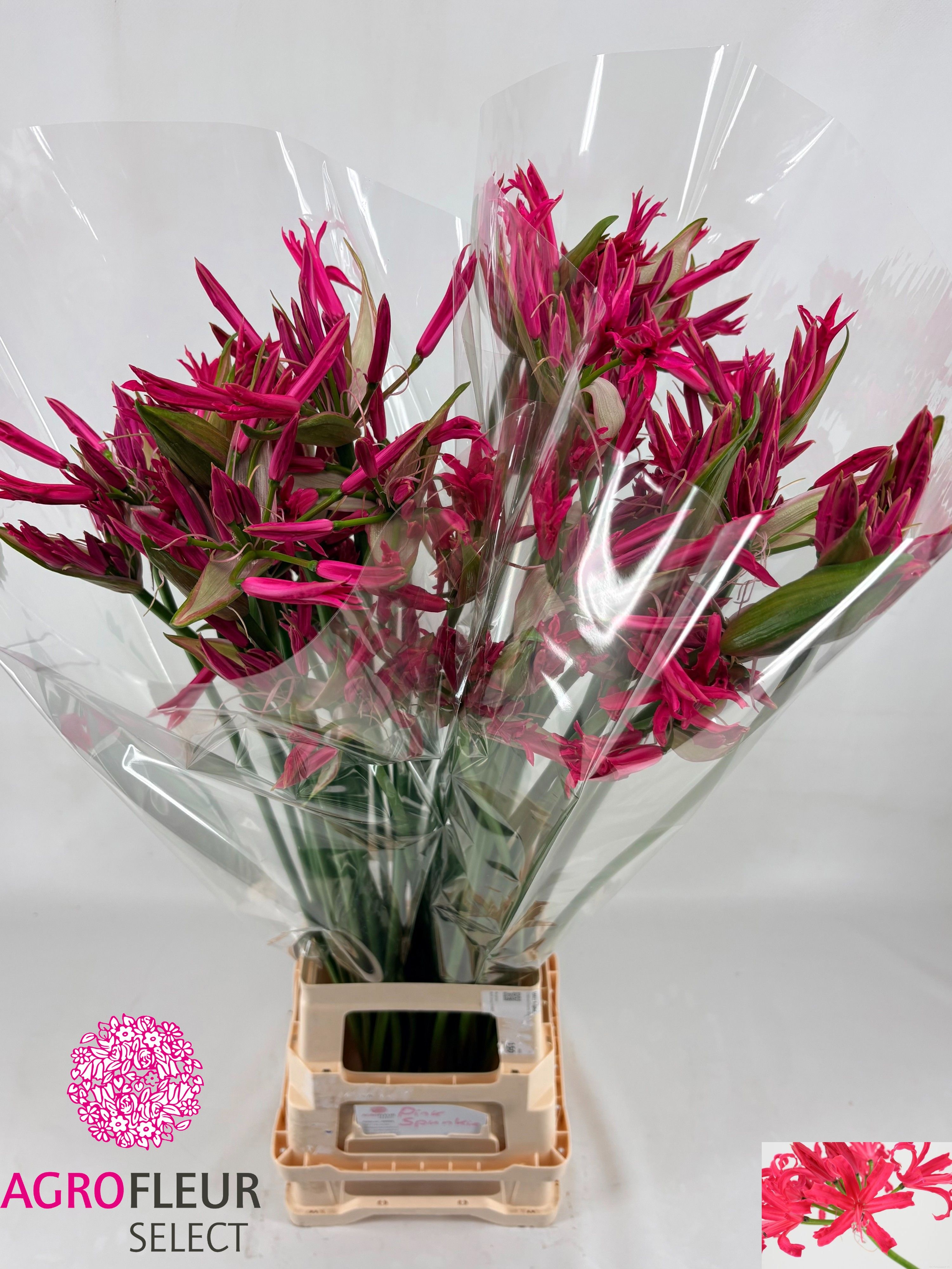 Ne Bo El Pink Spunky 90cm