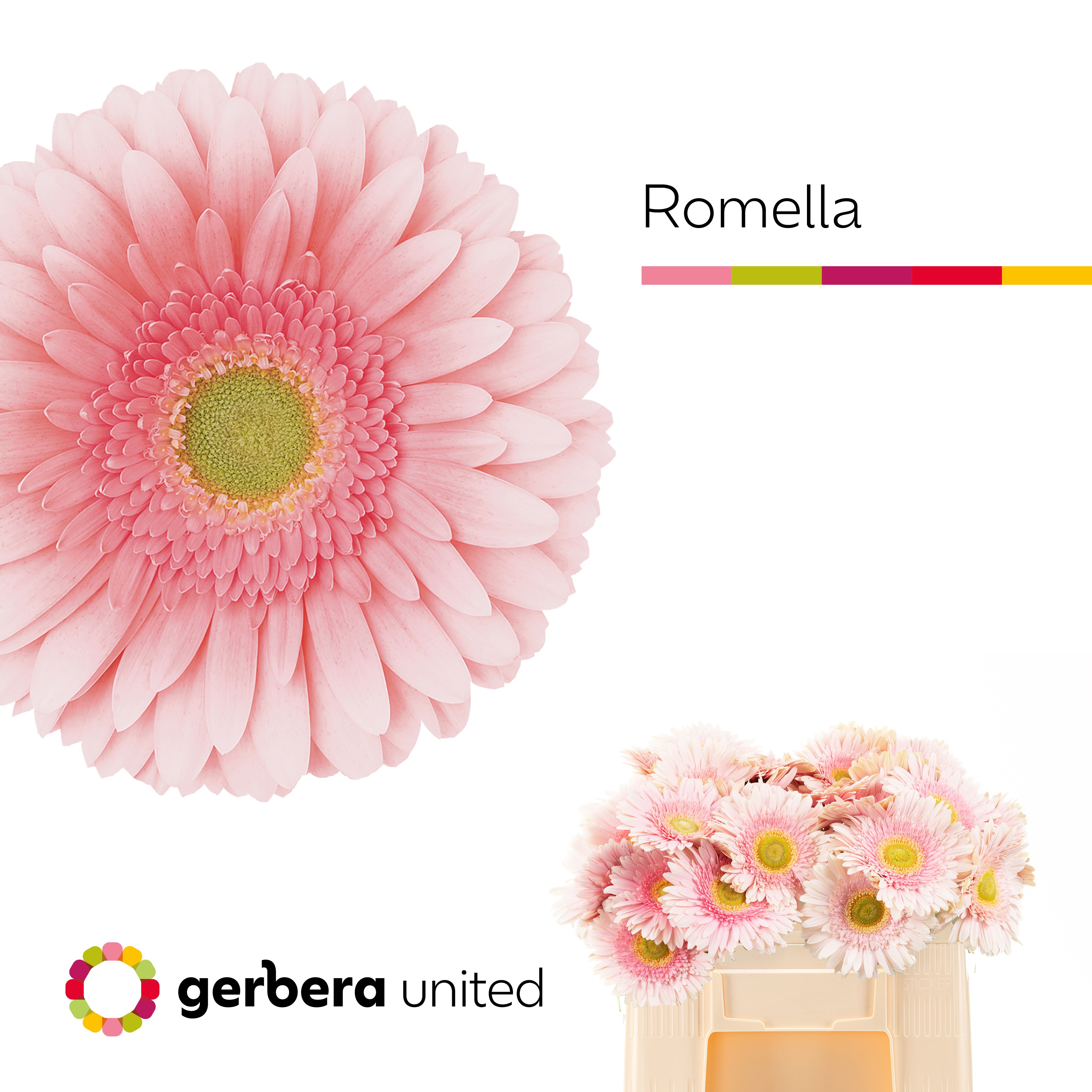 Gerbera Romella