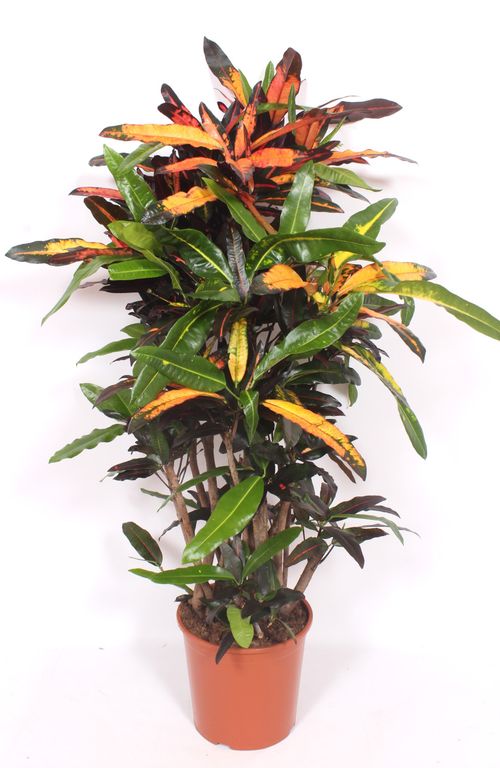 Codiaeum Mango (Croton Mango) p30 fachjan
