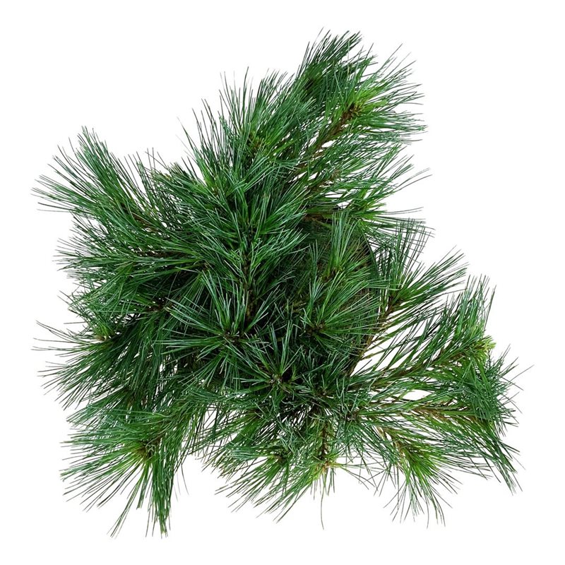 Picture of Pinus strobus 'Minima'