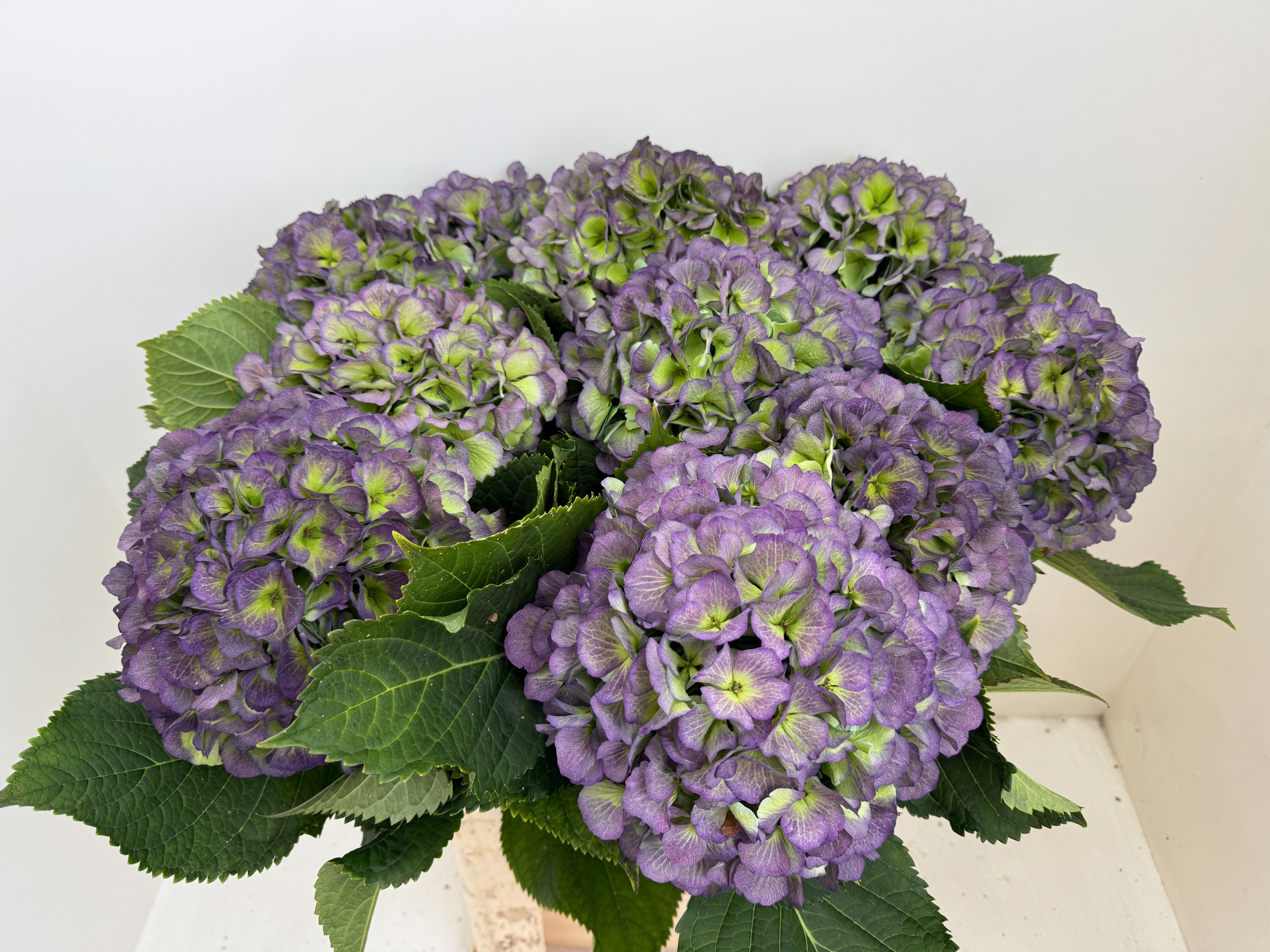 Hydrangea Verena Classic Blue 80cm 24Ø