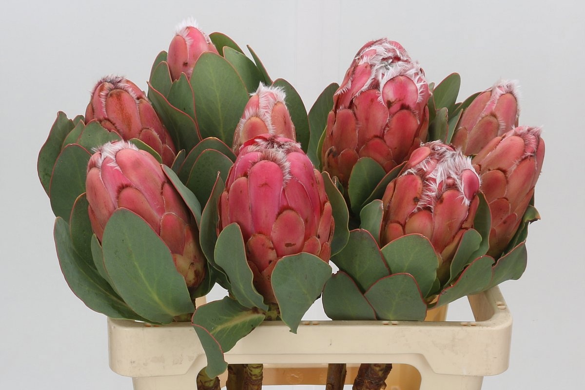 Protea Grandiceps 60cm