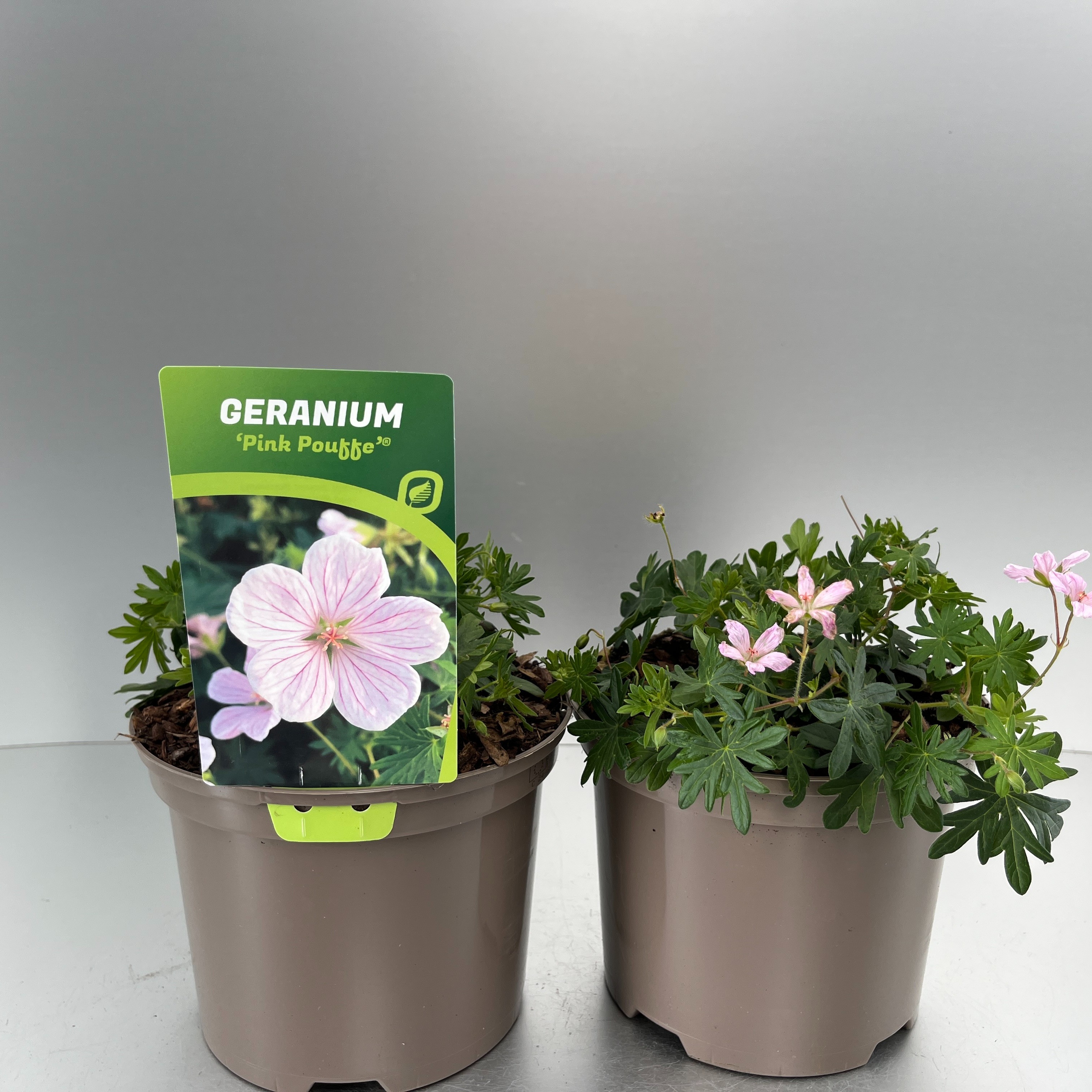 Picture of Geranium Pink Pouffe P17 (2 Ltr)