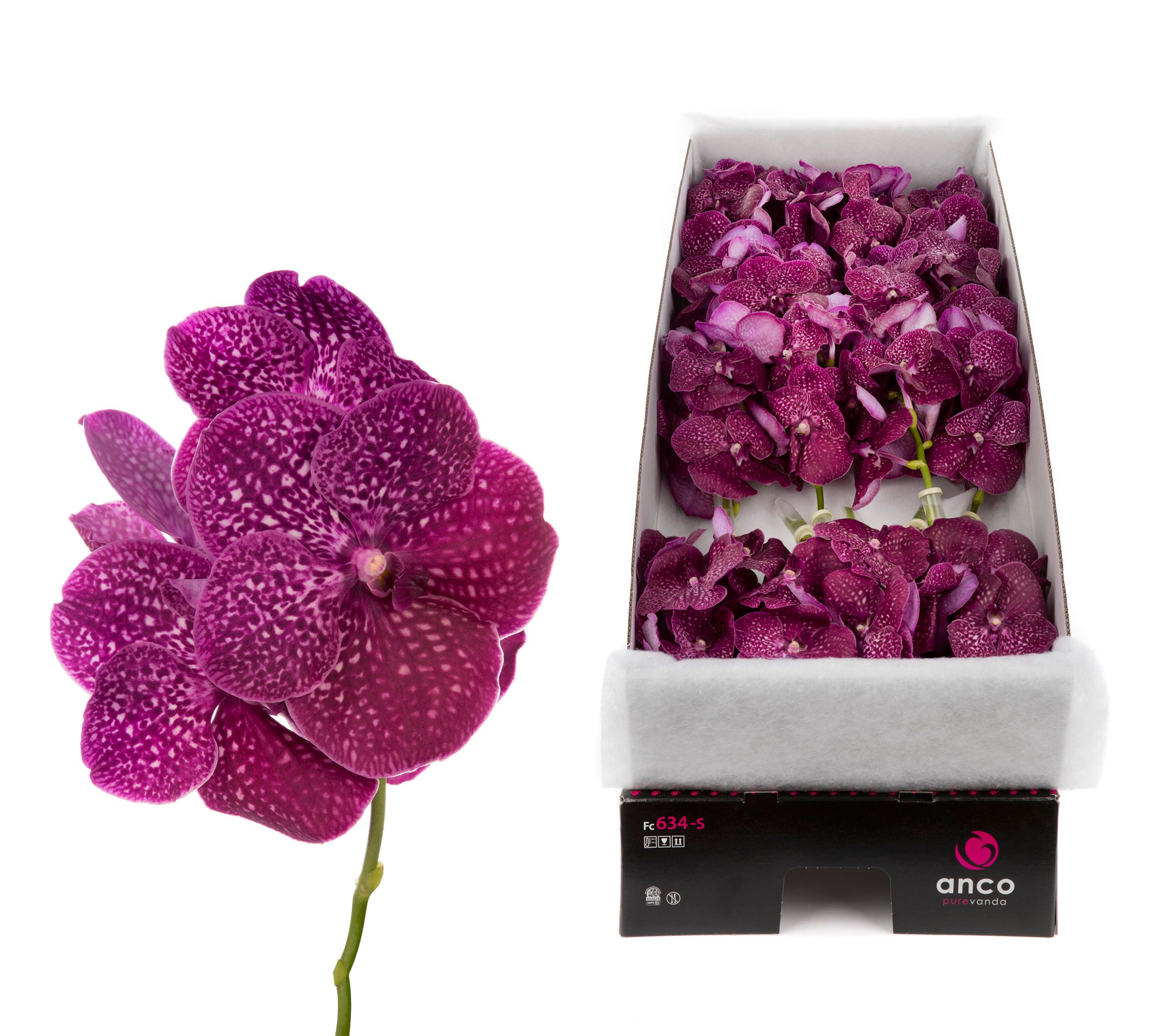 Vanda Ni Crimso Love