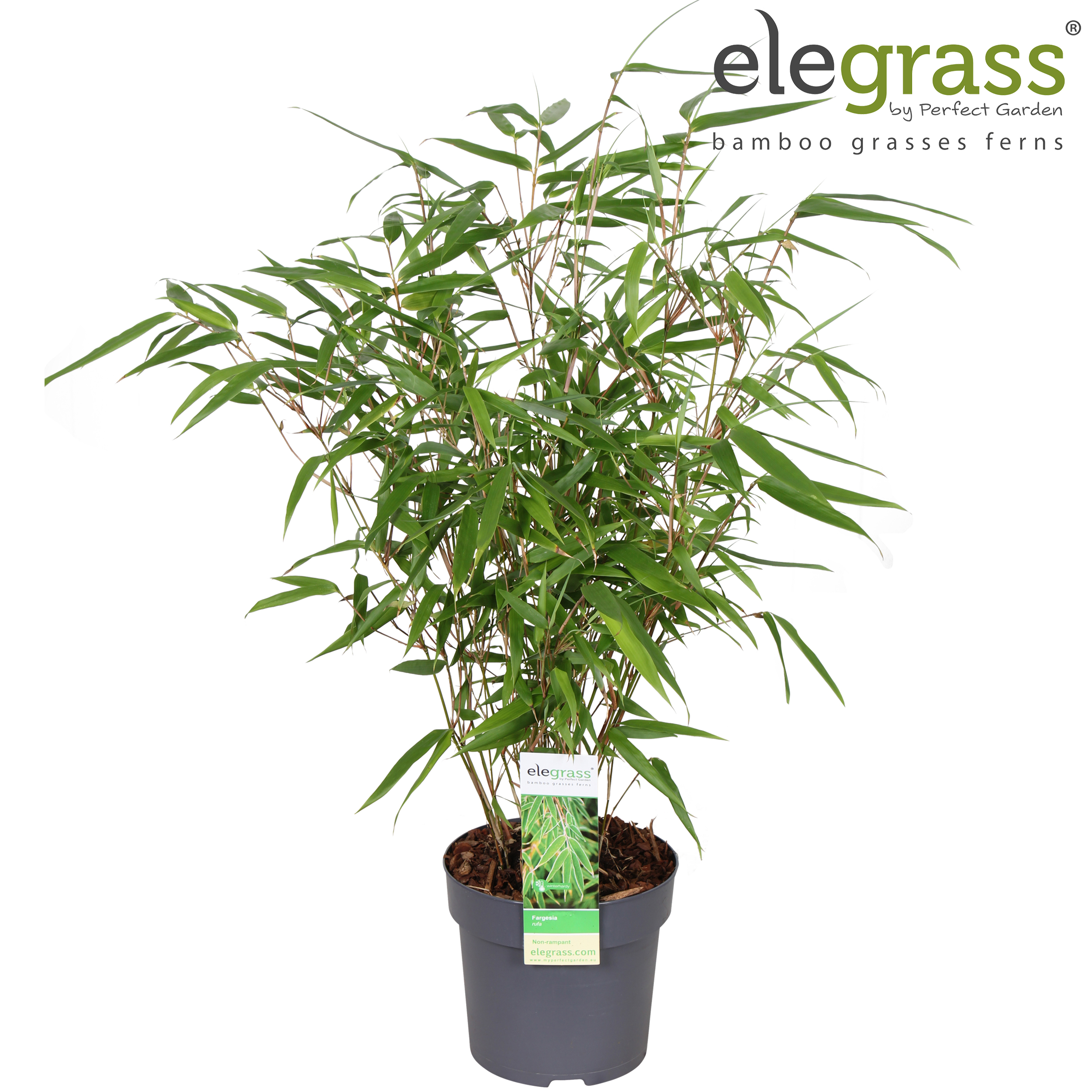 Picture of Fargesia 'Rufa' P14