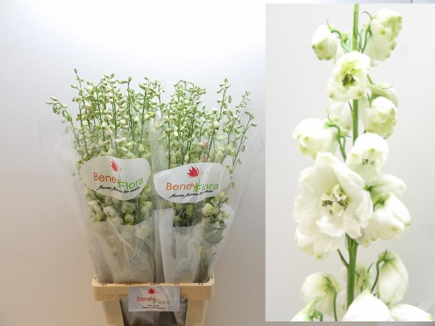 Delphinium Elatum Guard White 90cm
